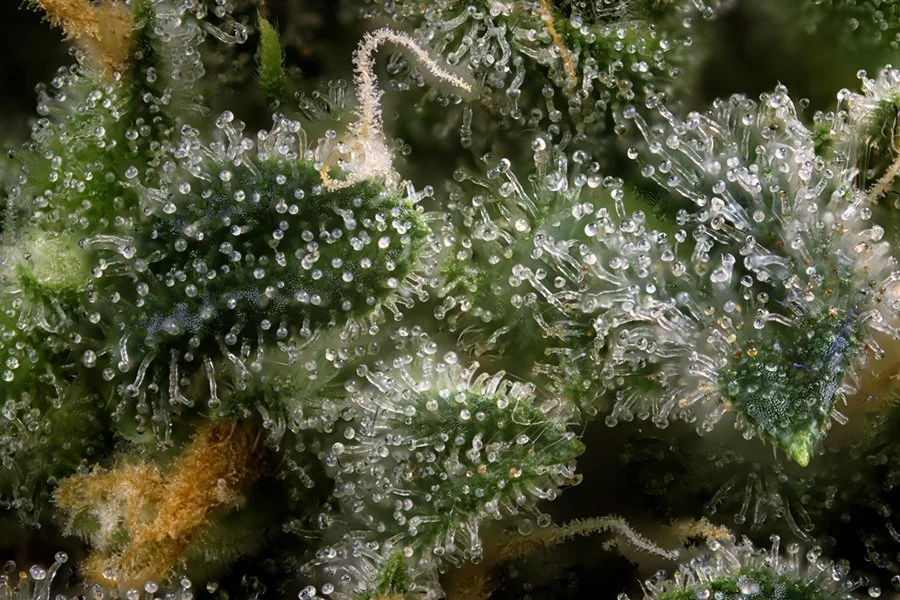 Terpenes in Cannabis