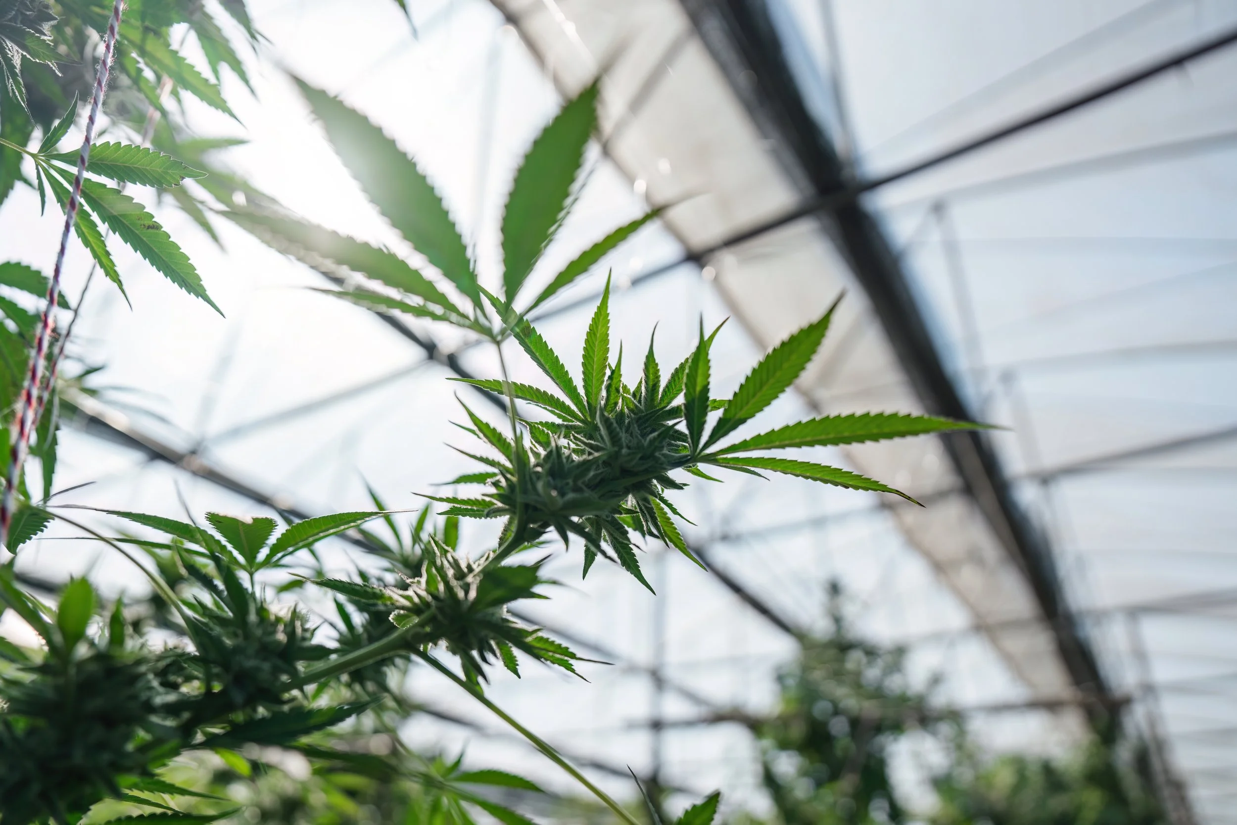 How Custom Robotics Improve Cannabis Packaging Accuracy