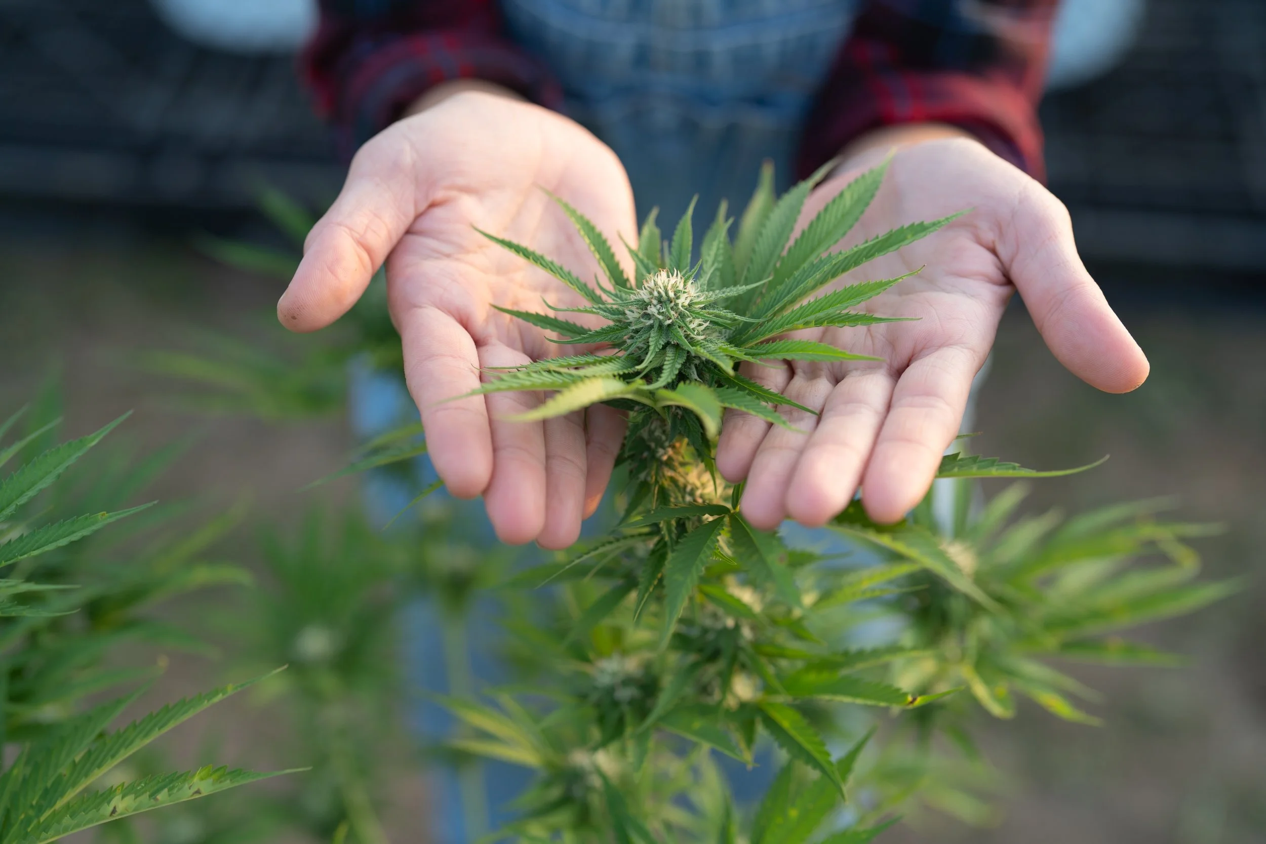 How Robotics Optimize Cannabis Sorting and Grading Systems