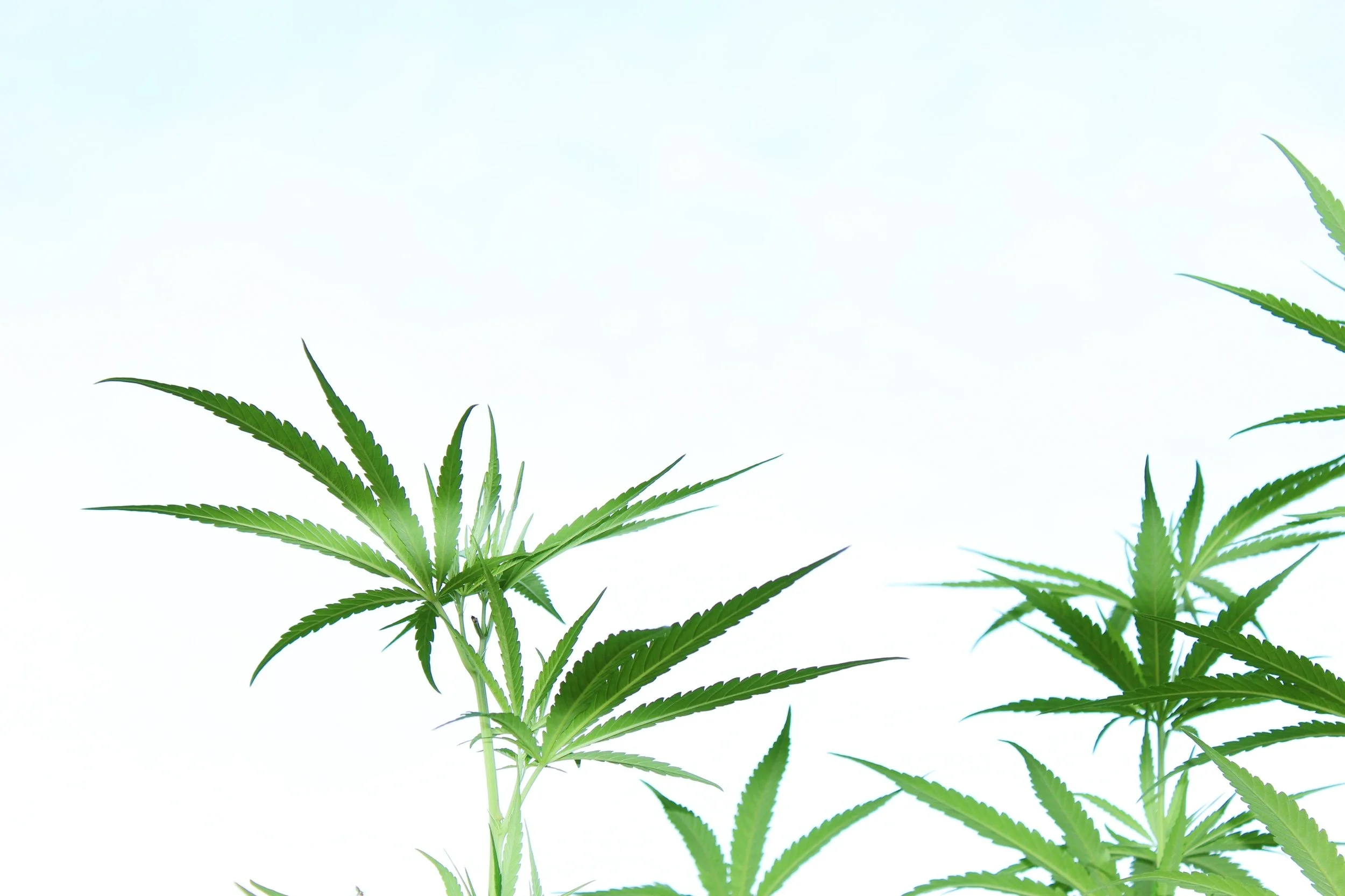 Step-by-Step Guide to Automating a Cannabis Production Line