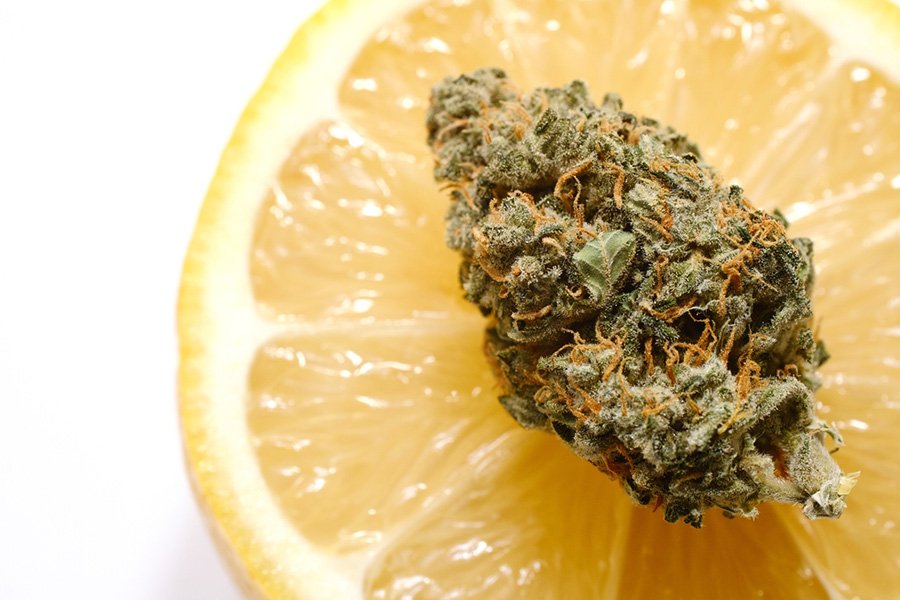 Image Source: shutterstock.com / Photo Contributor: Cannabis_Pic
