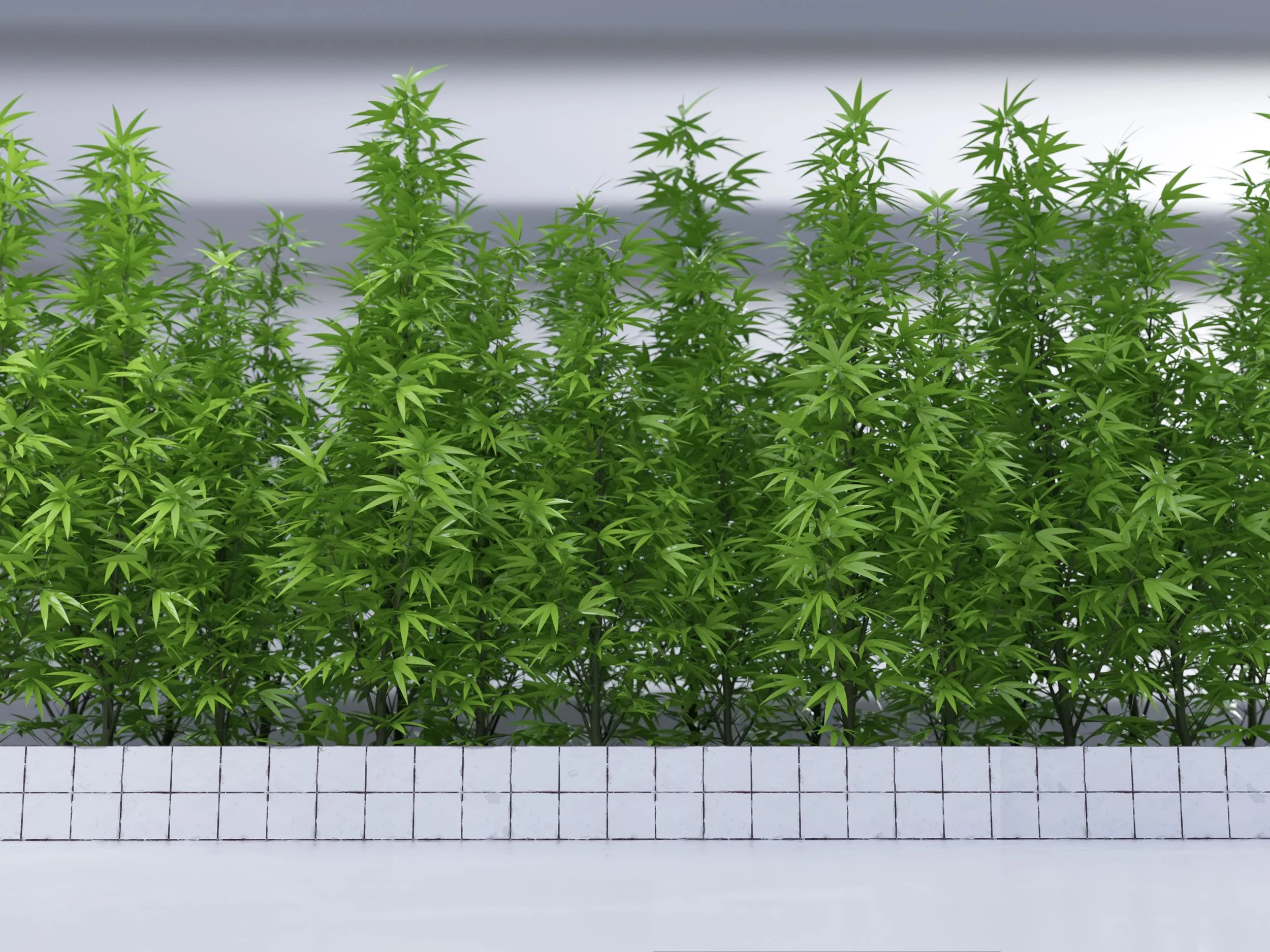 Engineering Robotics for Sticky and Sensitive Cannabis Materials