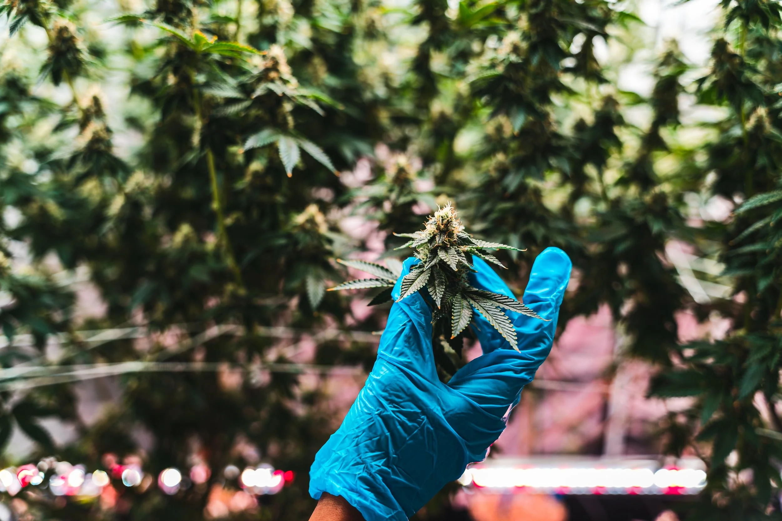 Optimizing Cannabis Line Performance with Robotics and IoT