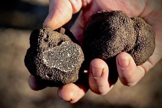 truffe-noire-uzes.jpeg