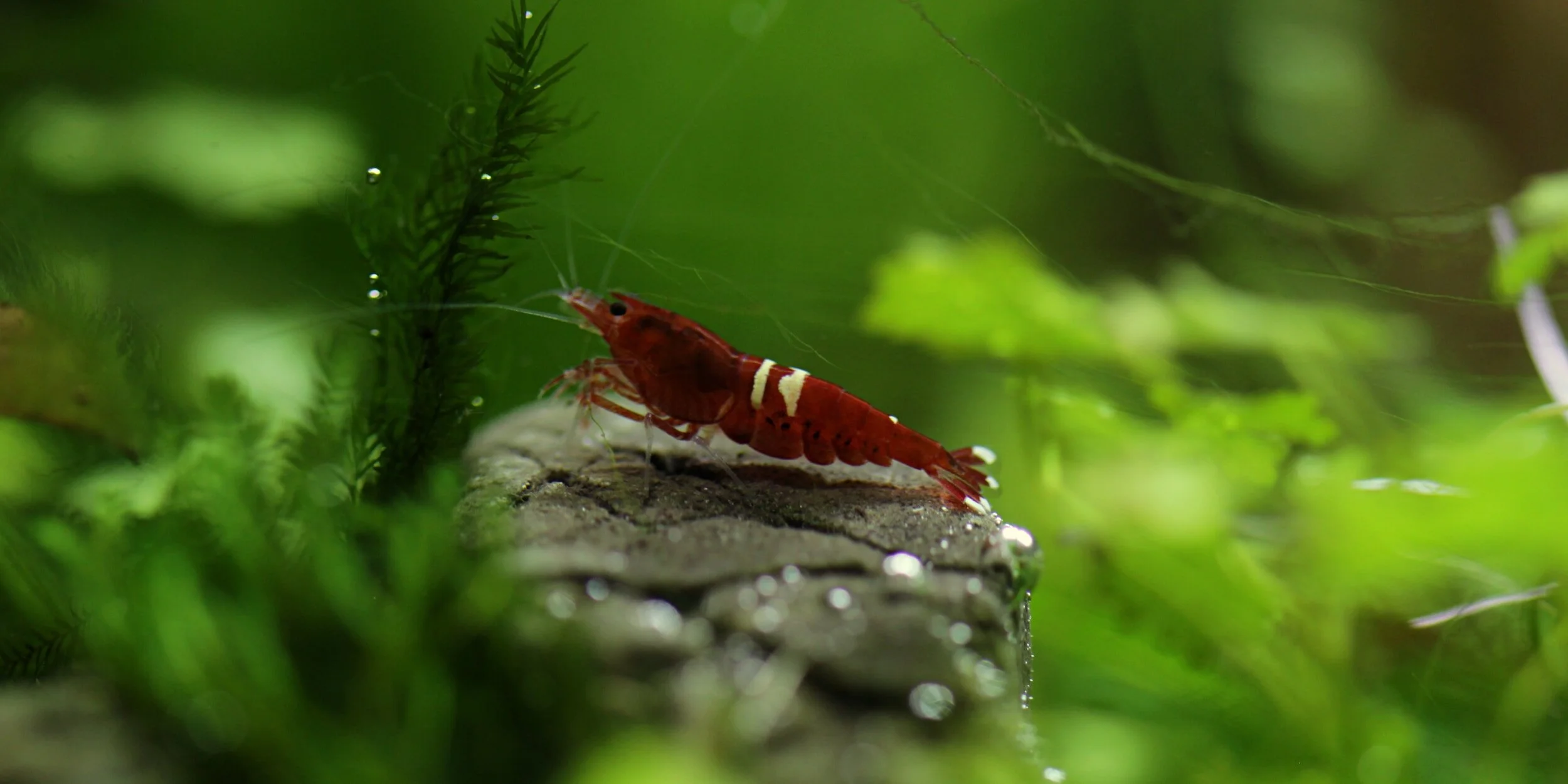 Red cherry shrimp on mossy rock in aquarium
