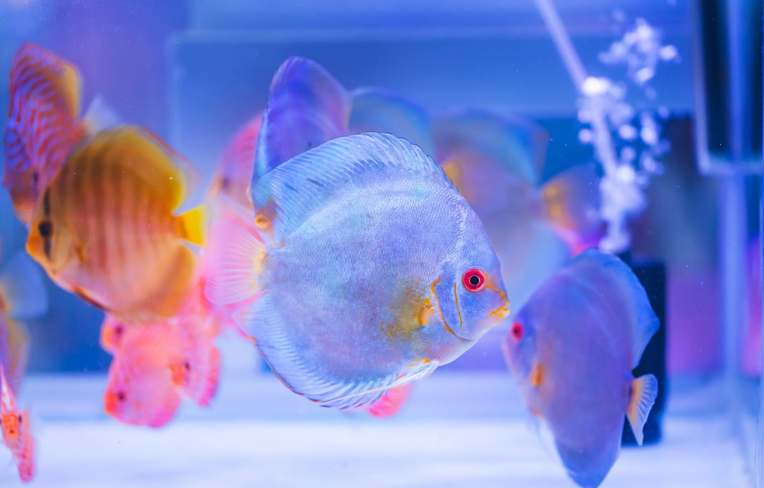 Colorful discus fish swimming in an aquarium