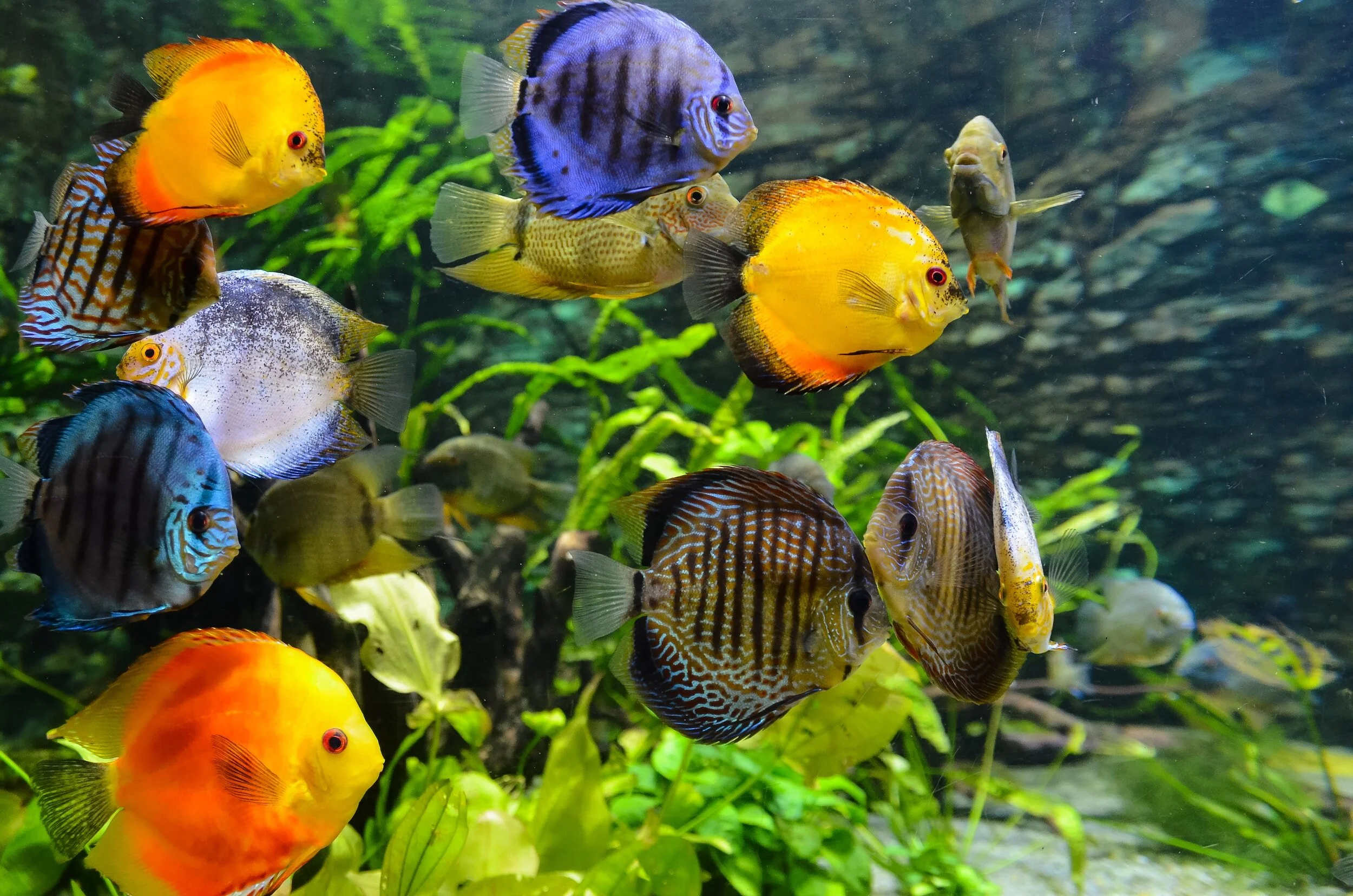 Colorful discus fish swimming in aquarium