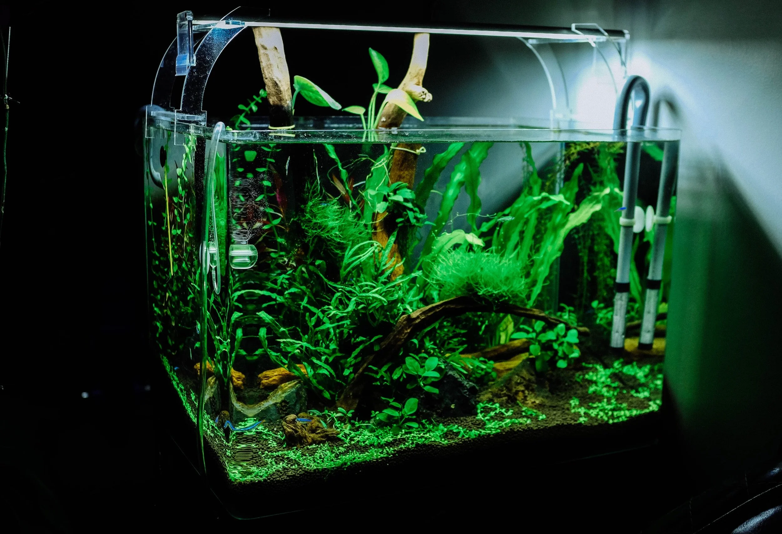 Close-up of a planted aquarium with lush green aquatic plants, driftwood, and filtration system.