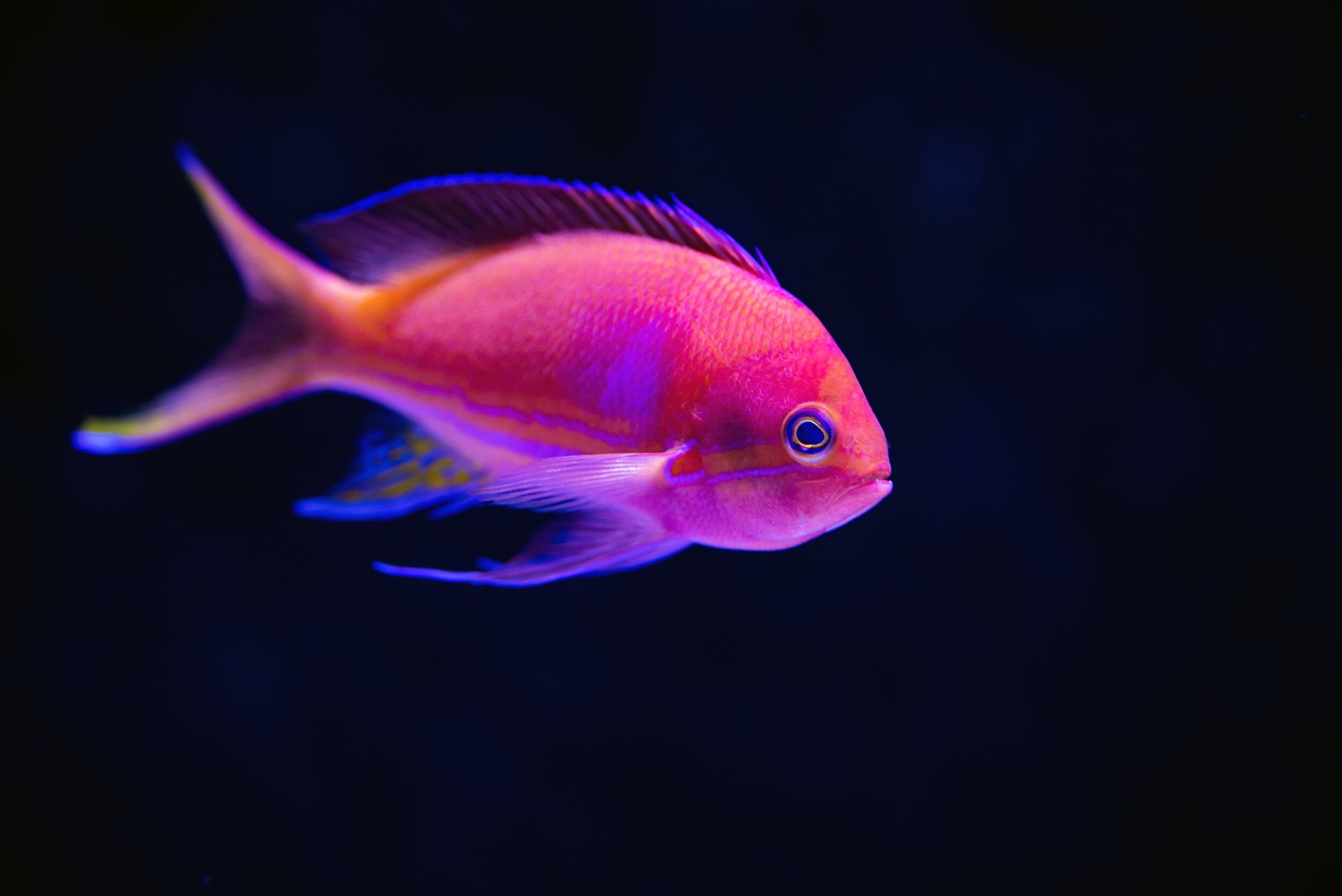vibrant pink and purple tropical fish against dark background