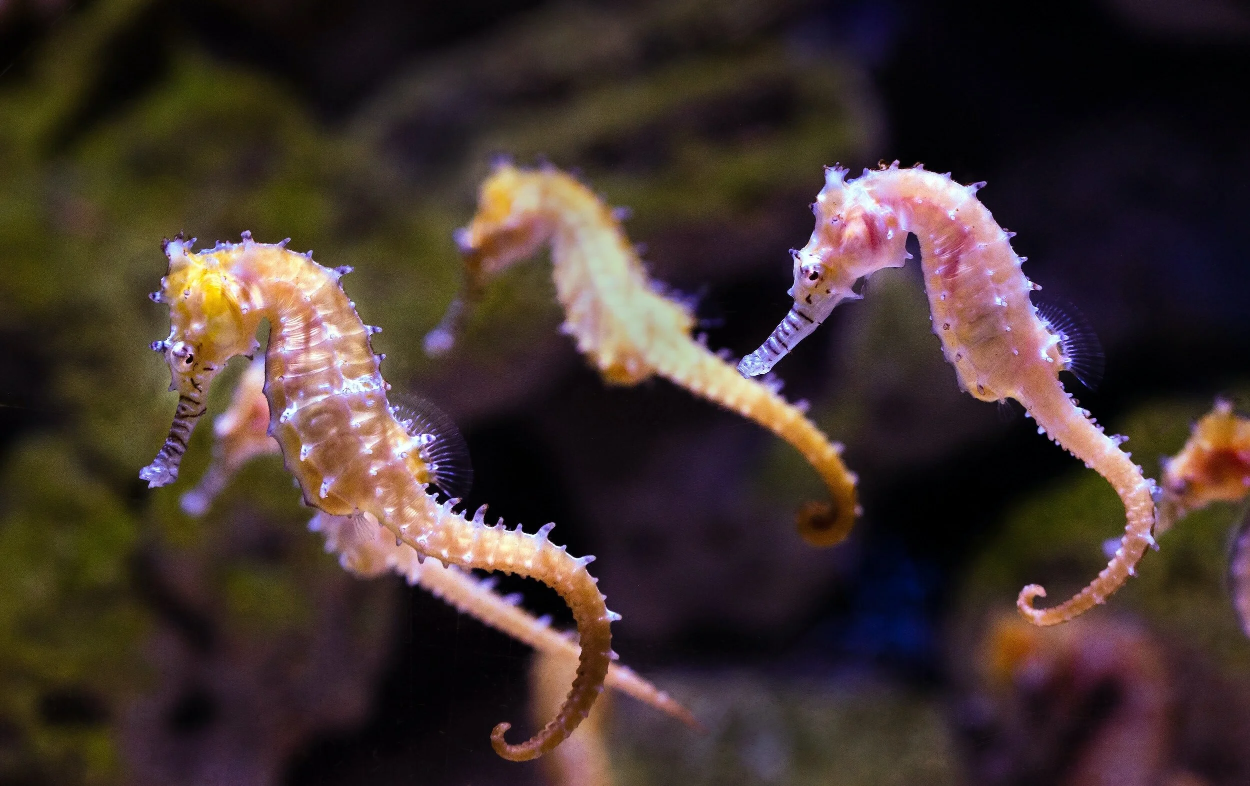 Close-up of seahorses underwater