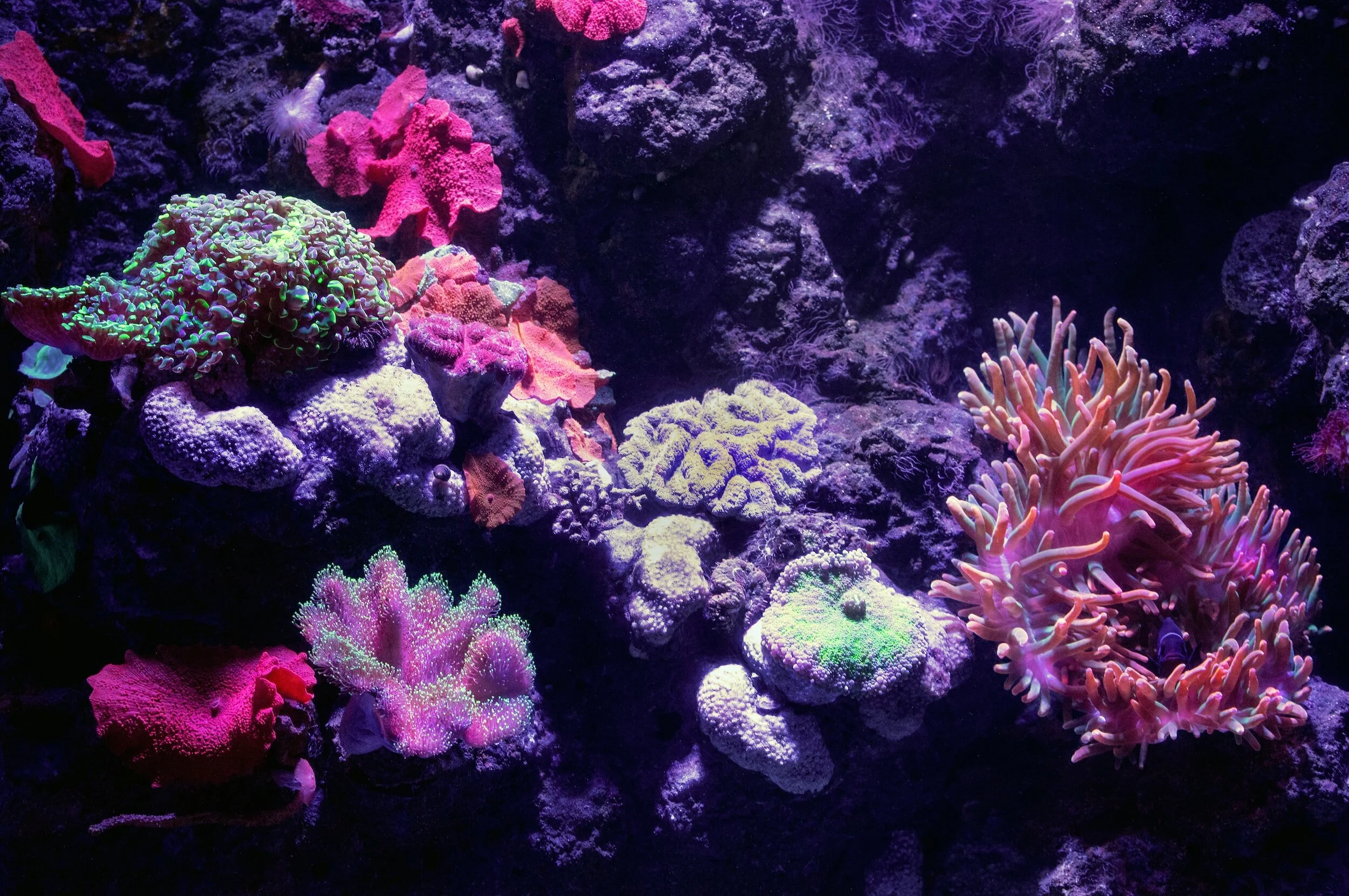 Colorful coral reef with various types of coral and sea anemone under purple lighting.