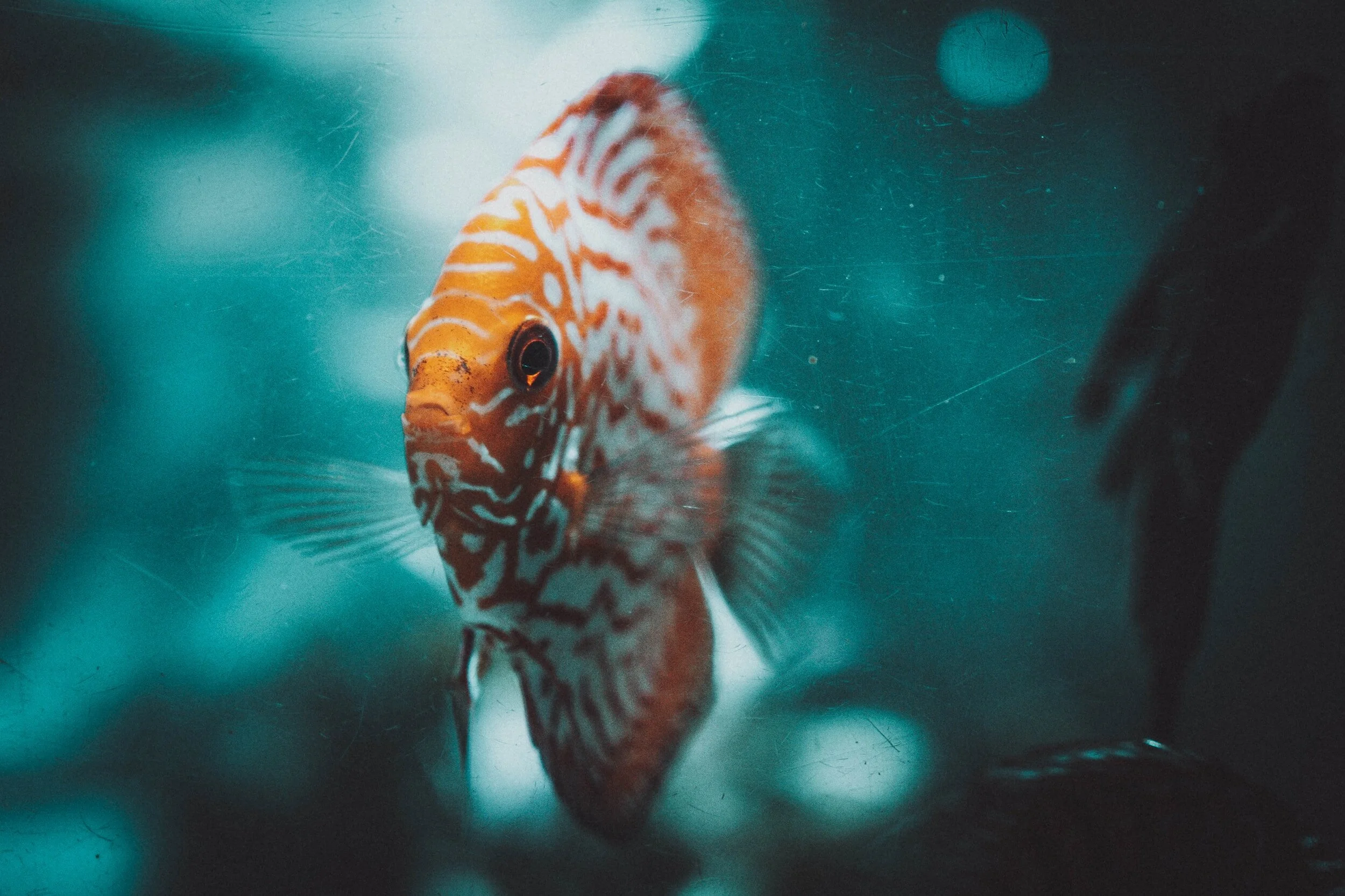 Close-up of a discus fish in an aquarium with blue lighting.