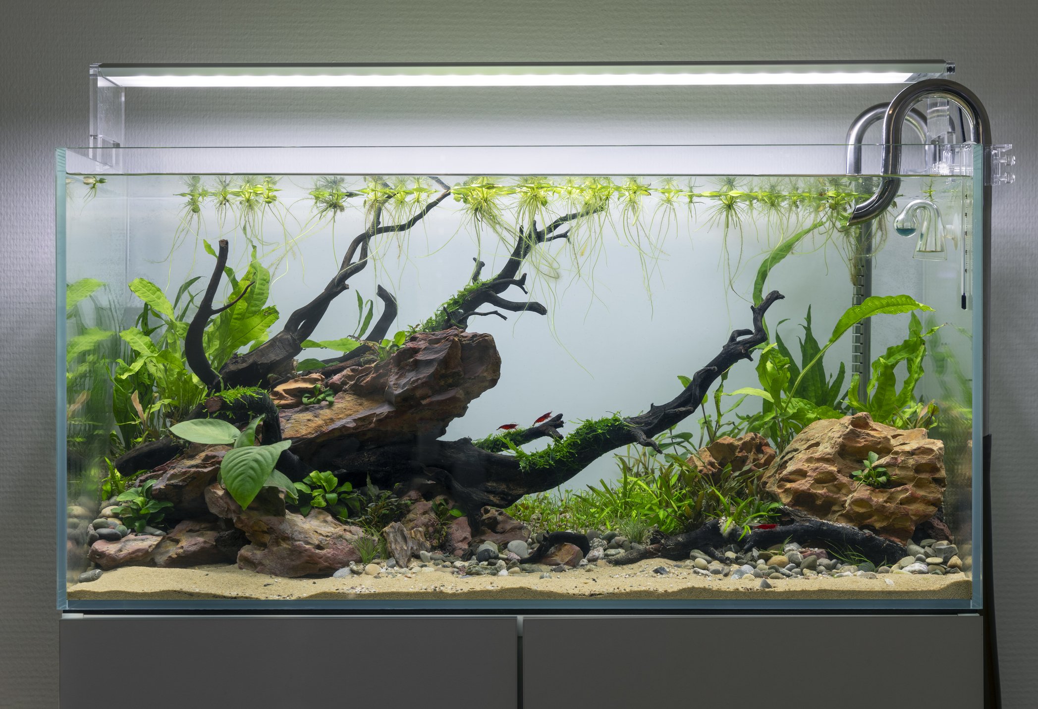 All of our rental aquariums are protected by a lifetime warranty for as long as they remain under our care. If any equipment ever fails or develops a manufacturer‑related fault, we’ll replace it promptly and at no cost to you — even long after the st