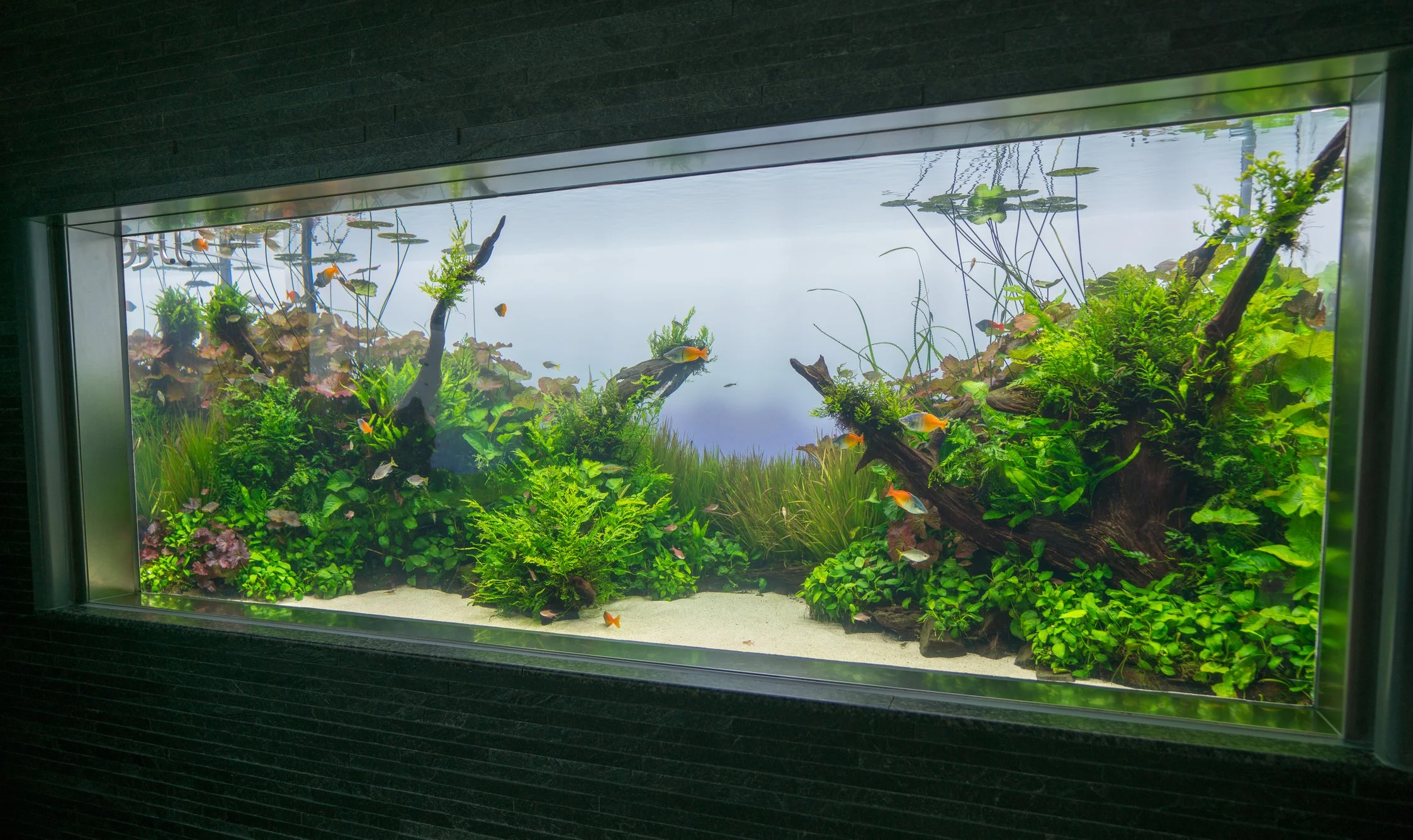 With access to some of the most natural botanicals, Live plants and hardscape materials, we can recreate any biotope varying from any region in the world.