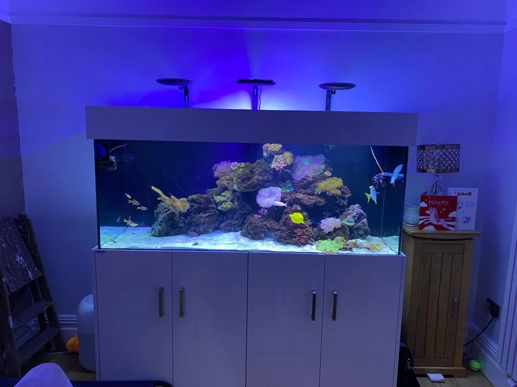 Large aquarium with colorful coral reef and fish, illuminated by blue overhead lighting, situated on a white cabinet.