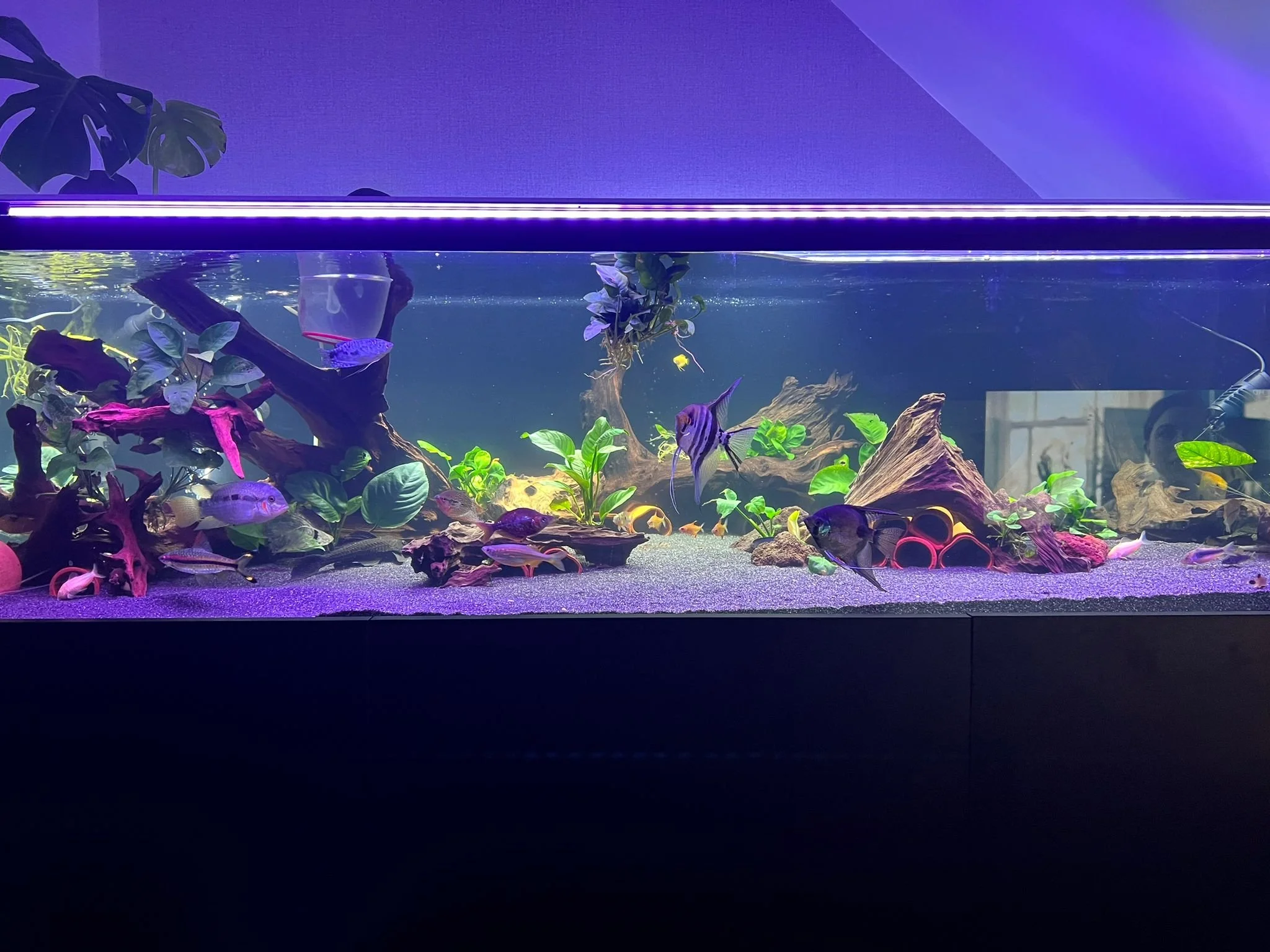 Aquarium with colorful fish, plants, driftwood, and rocks under blue LED lighting.