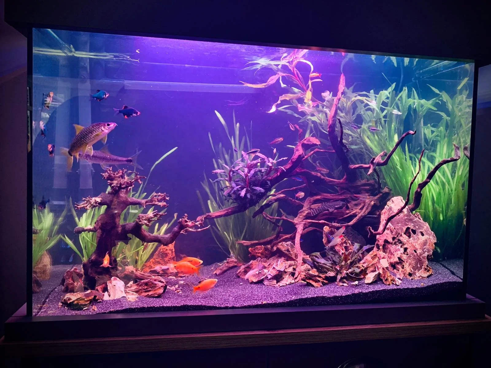 Aquarium with fish, plants, and driftwood under purple lighting