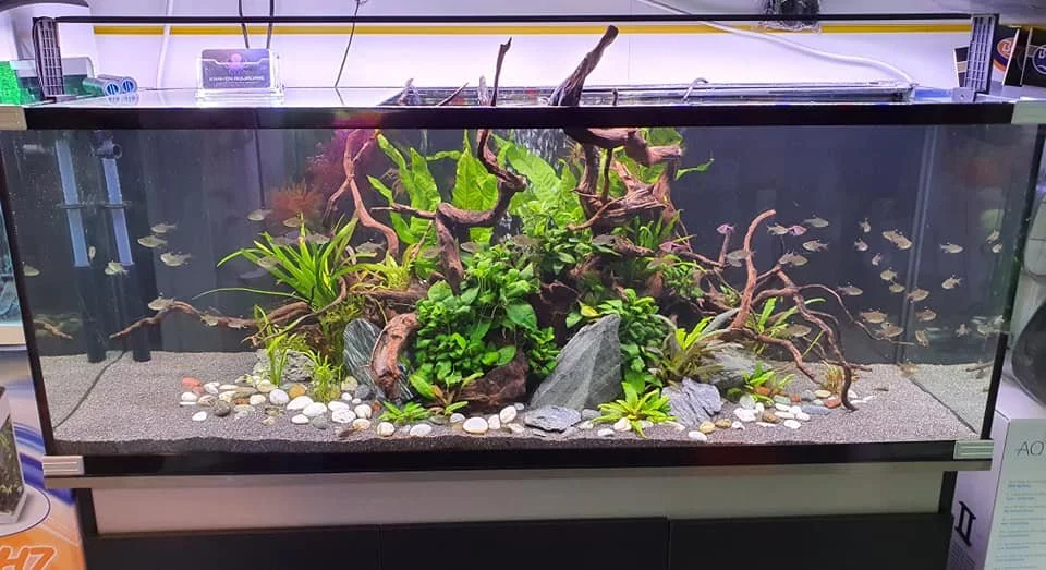 Planted aquarium with fish, rocks, and driftwood.