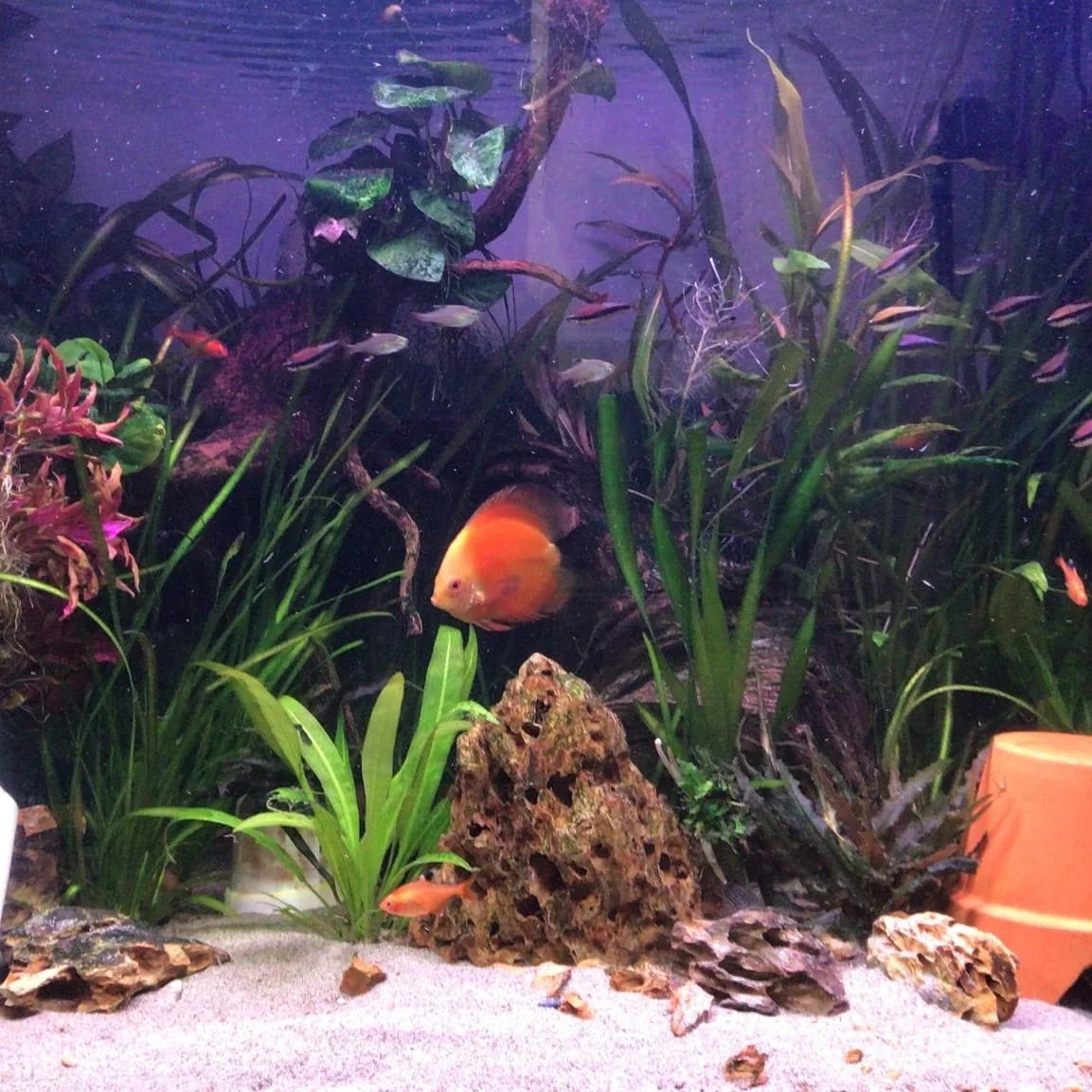 Aquarium with various colorful fish, aquatic plants, rocks, and decorations.