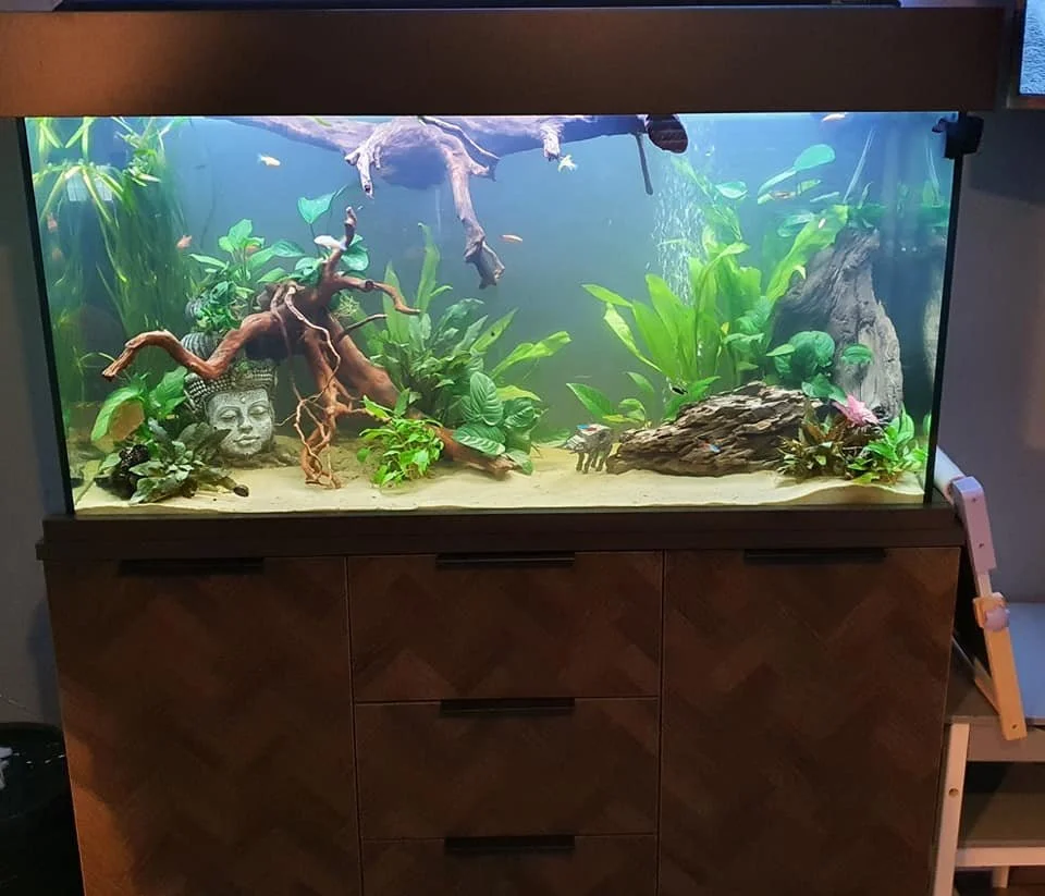 Aquarium with driftwood, large green plants, and a decorative stone head sculpture.