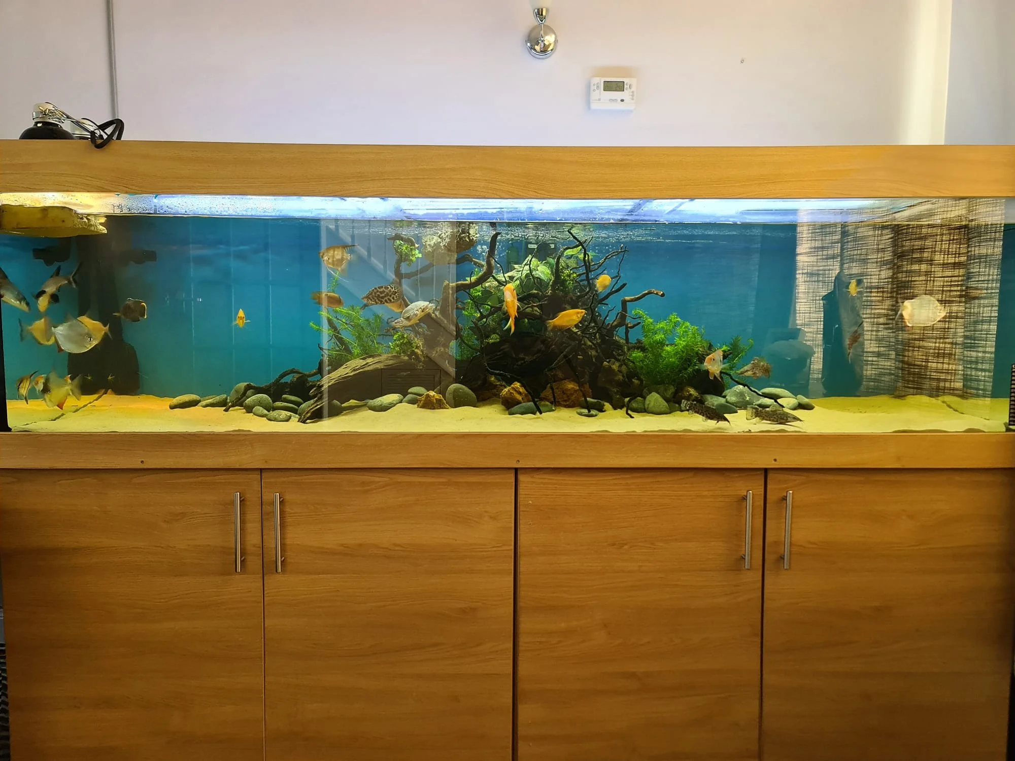 Large aquarium with colorful fish, plants, and driftwood on wooden cabinet.