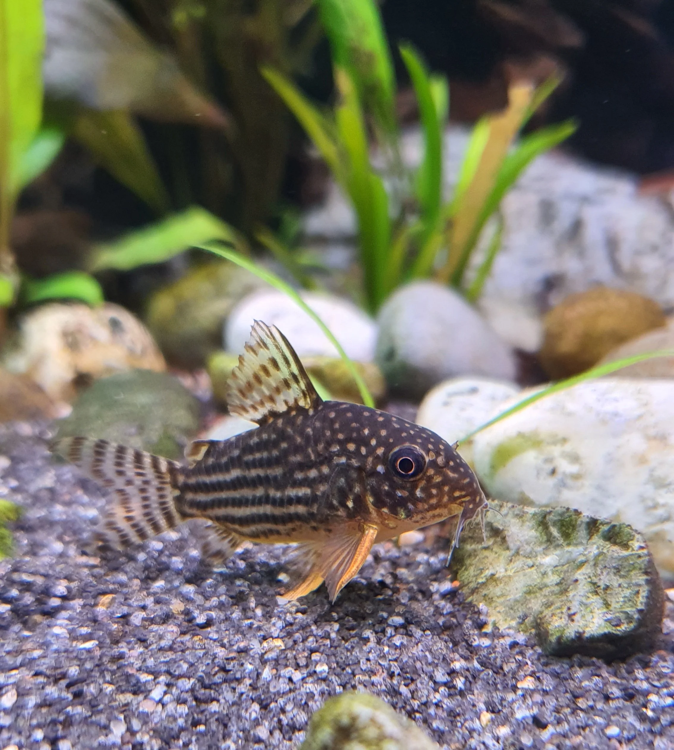 Corydoras catfish on aquarium gravel with plants