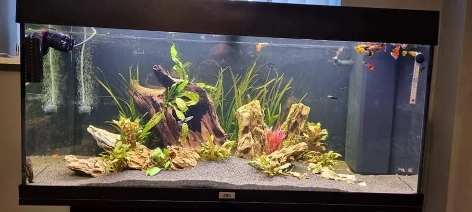 aquarium with fish, plants, and decorations
