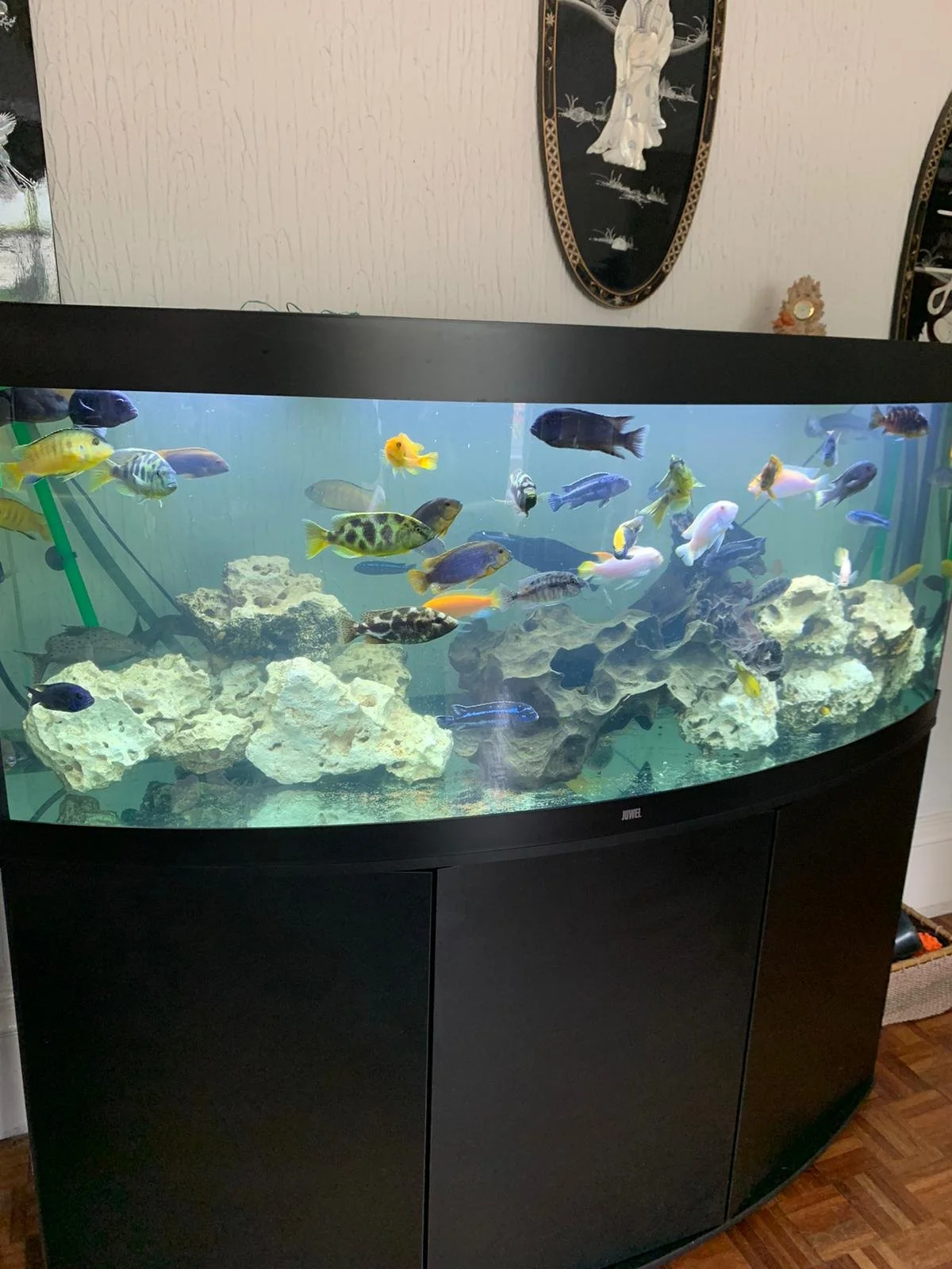 Large fish tank with various colorful fish swimming and rocks inside, with decorative elements on the surrounding walls.