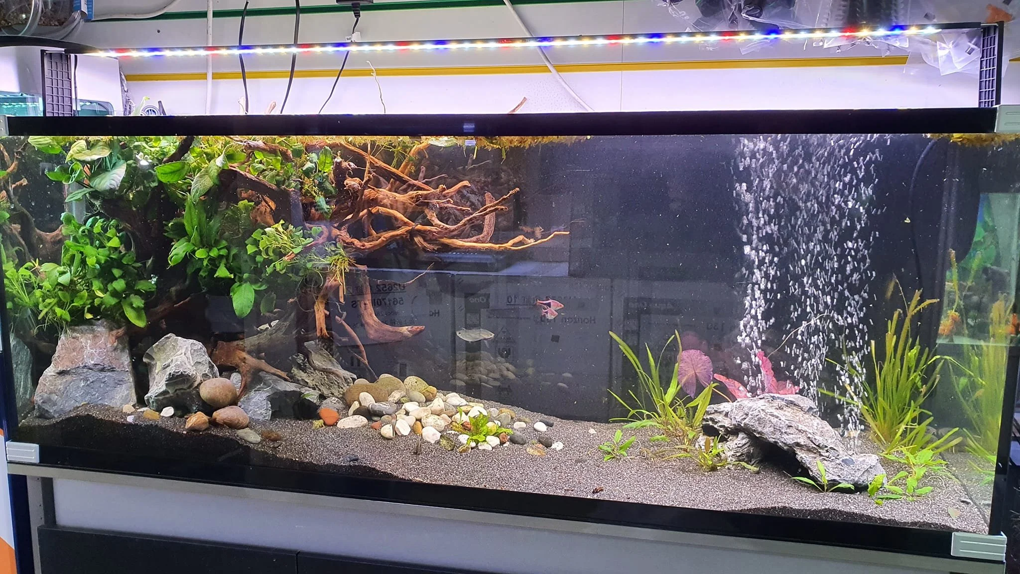 Aquarium with plants, driftwood, rocks, and fish