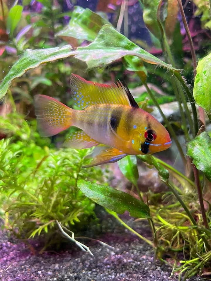 Colorful aquarium fish among green aquatic plants