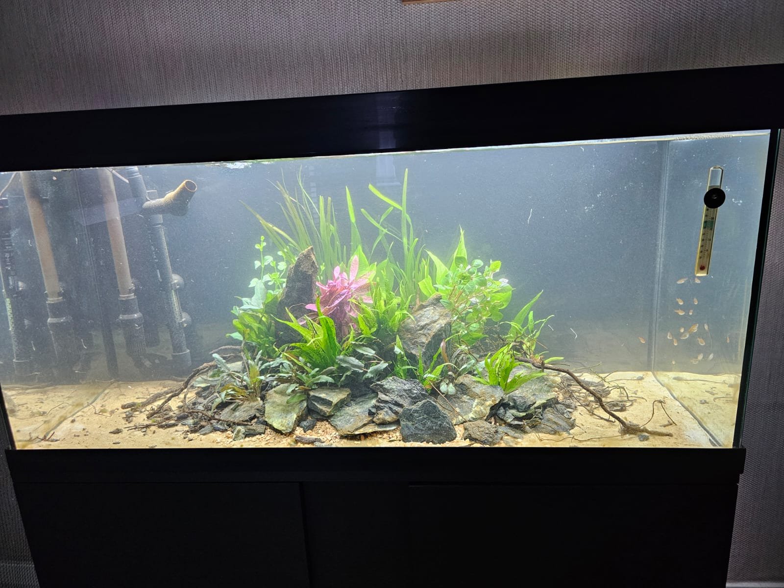 Freshwater aquarium with plants, rocks, and fish.