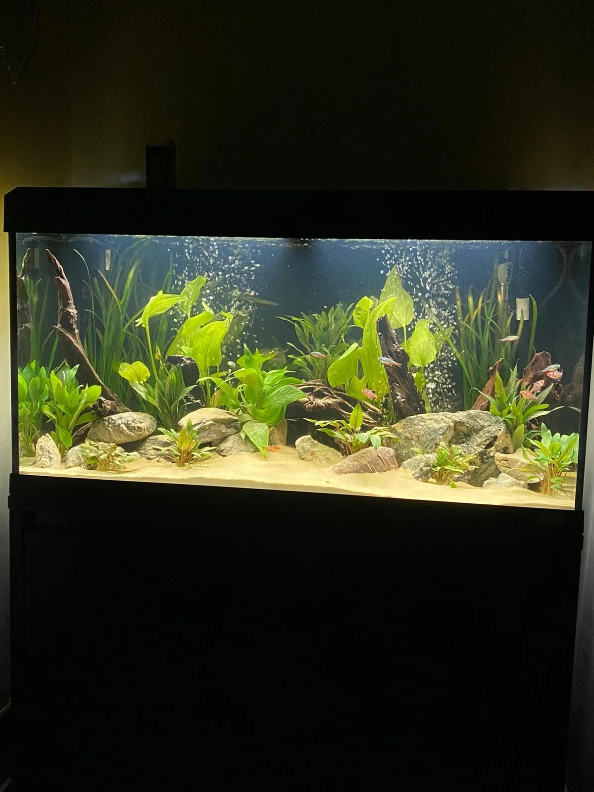 aquarium with plants and rocks