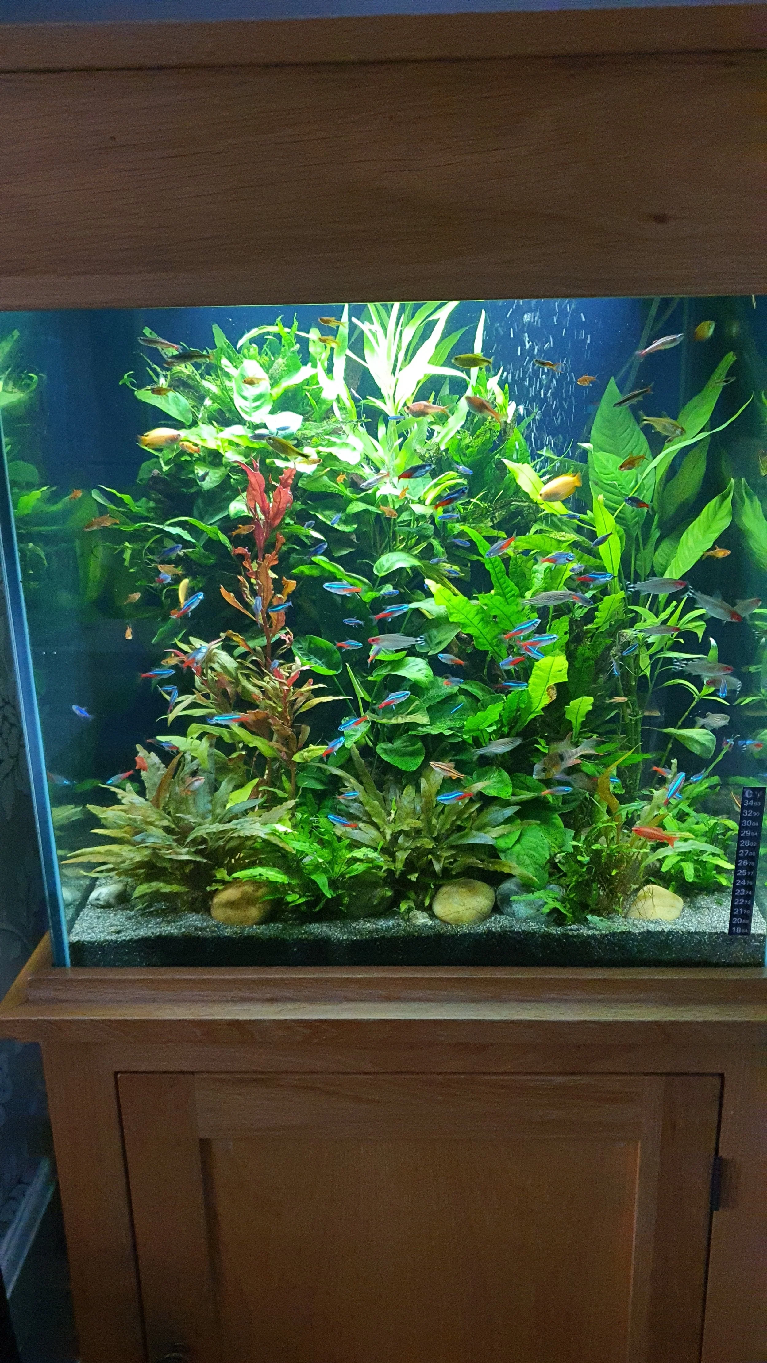aquarium with fish and plants