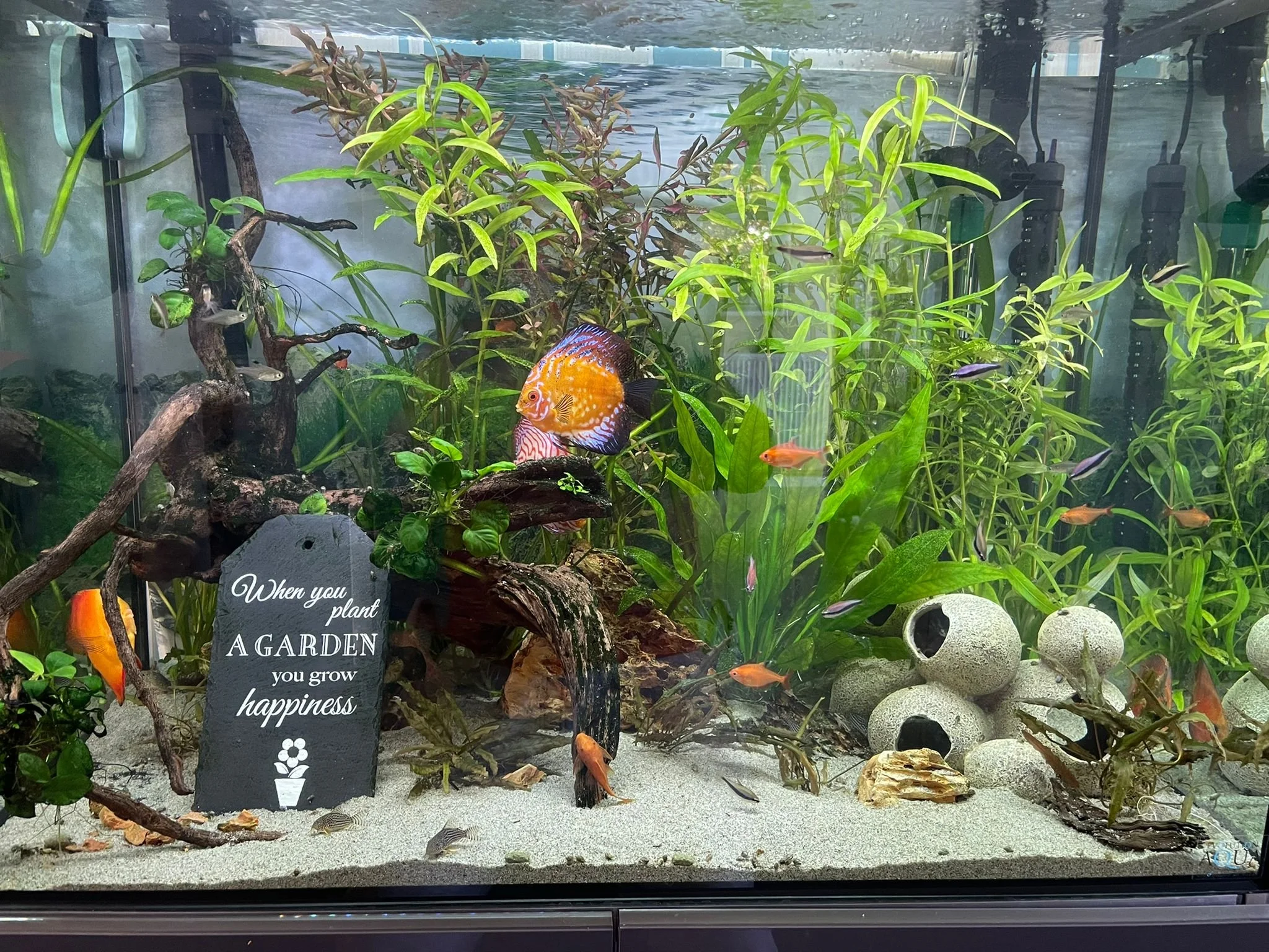Aquarium with colorful fish, green plants, driftwood, and a decorative sign reading "When you plant a garden you grow happiness."