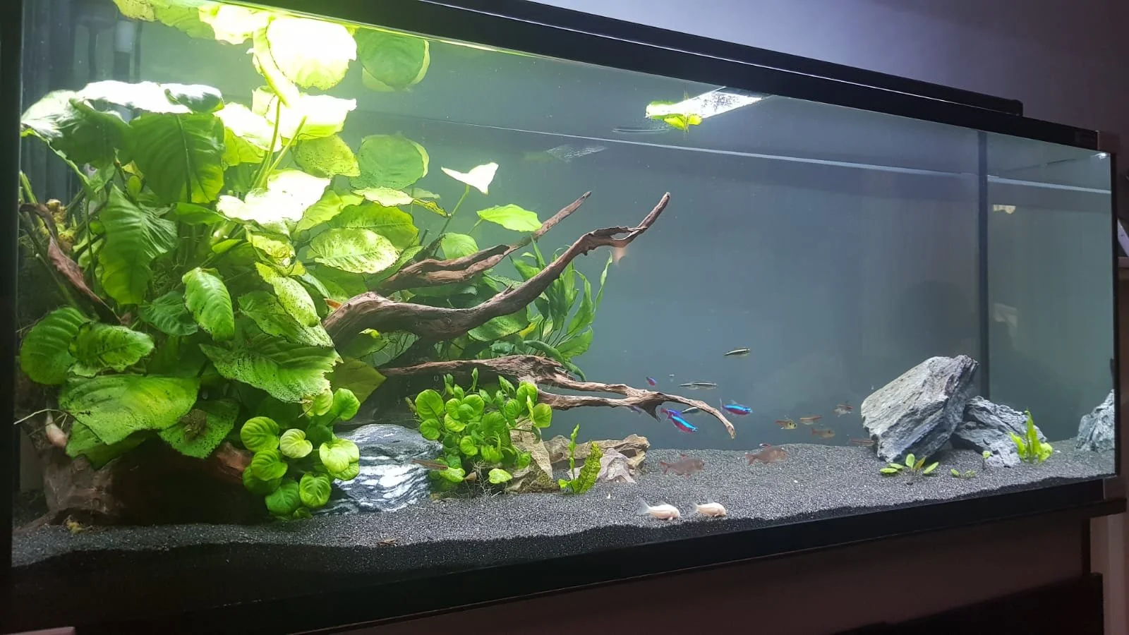 Freshwater aquarium with green plants, driftwood, rocks, and various small fish.