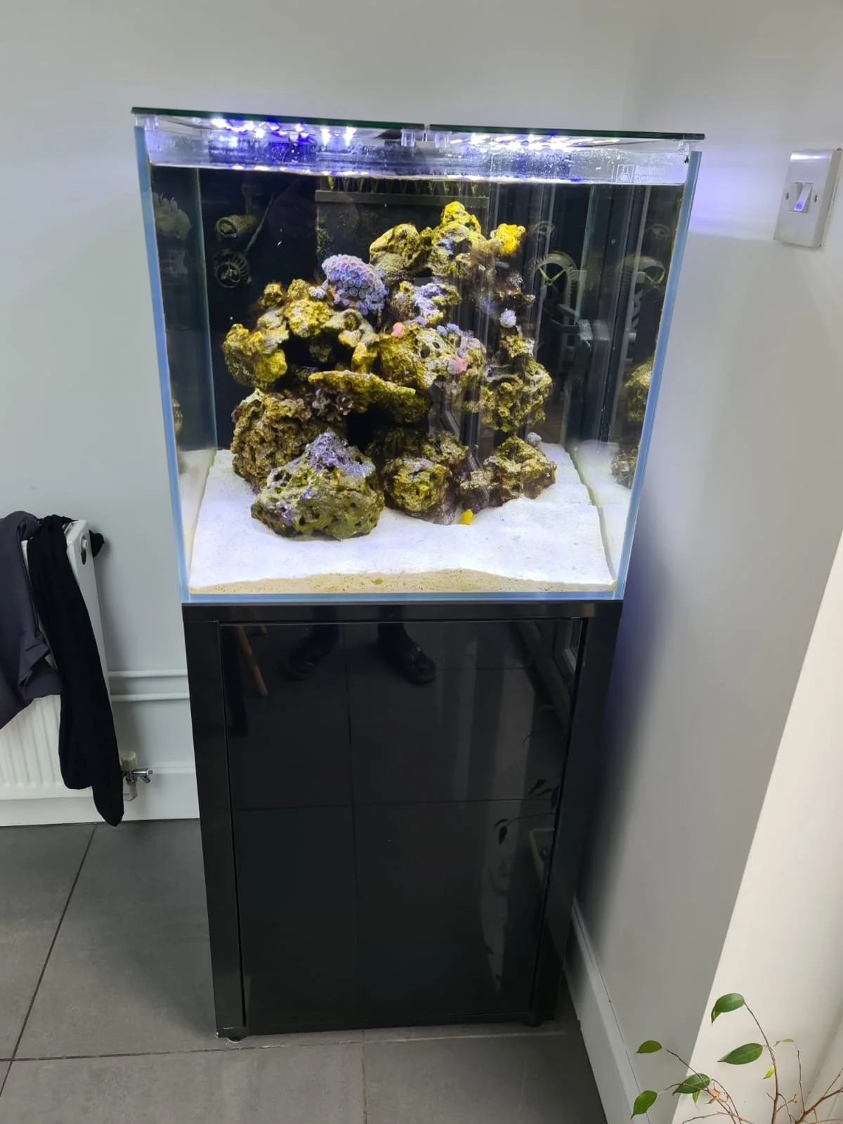 Saltwater aquarium with live rock and coral