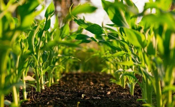 Congo-Kinshasa: Crise du maïs - Un agriculteur propose la réhabilitation des routes de desserte agricole