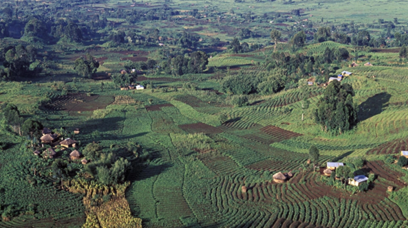 RDC: l’émergence de l’entrepreneuriat agricole des jeunes, un vrai défi