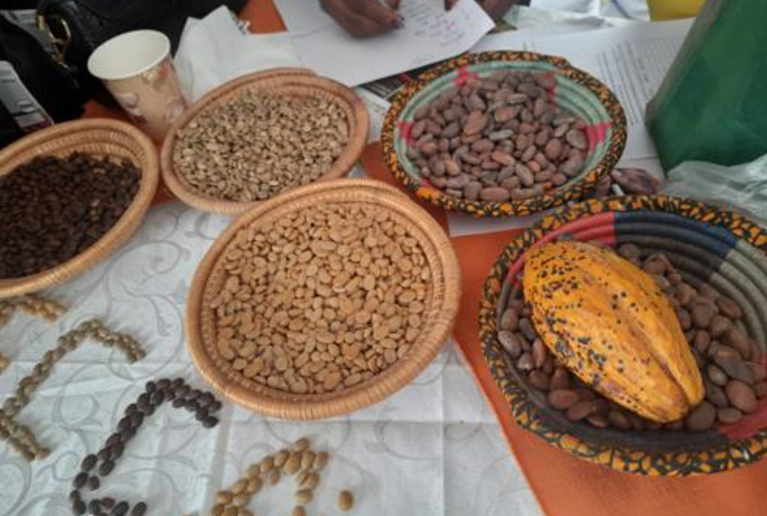 RDC : plus de 30 000 tonnes de cacao exportées en 2022 (Banque Centrale du Congo)