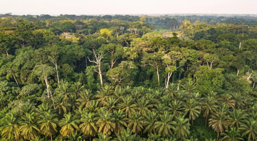 RDC: la vente de crédit carbone, une aide à la préservation des forêts?