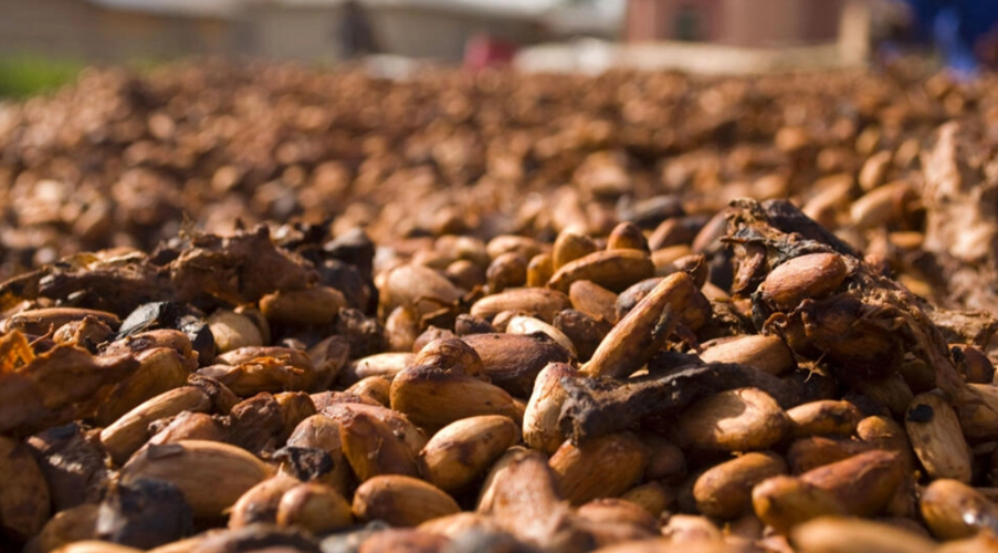 Cameroun: Des convois de cacao militarisés face aux détournements dans le Sud-Ouest anglophone