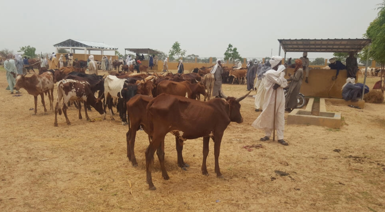 Au Tchad, la viande reste chère malgré une forte production