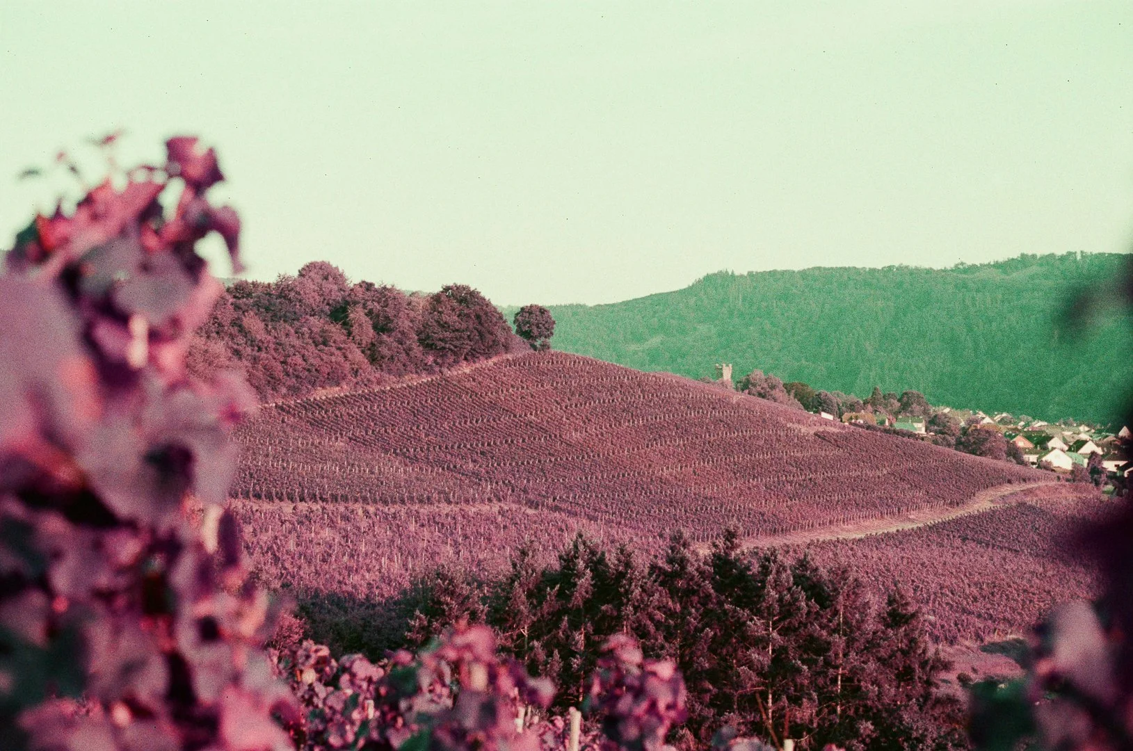 Lomo Purple Web-3.jpg