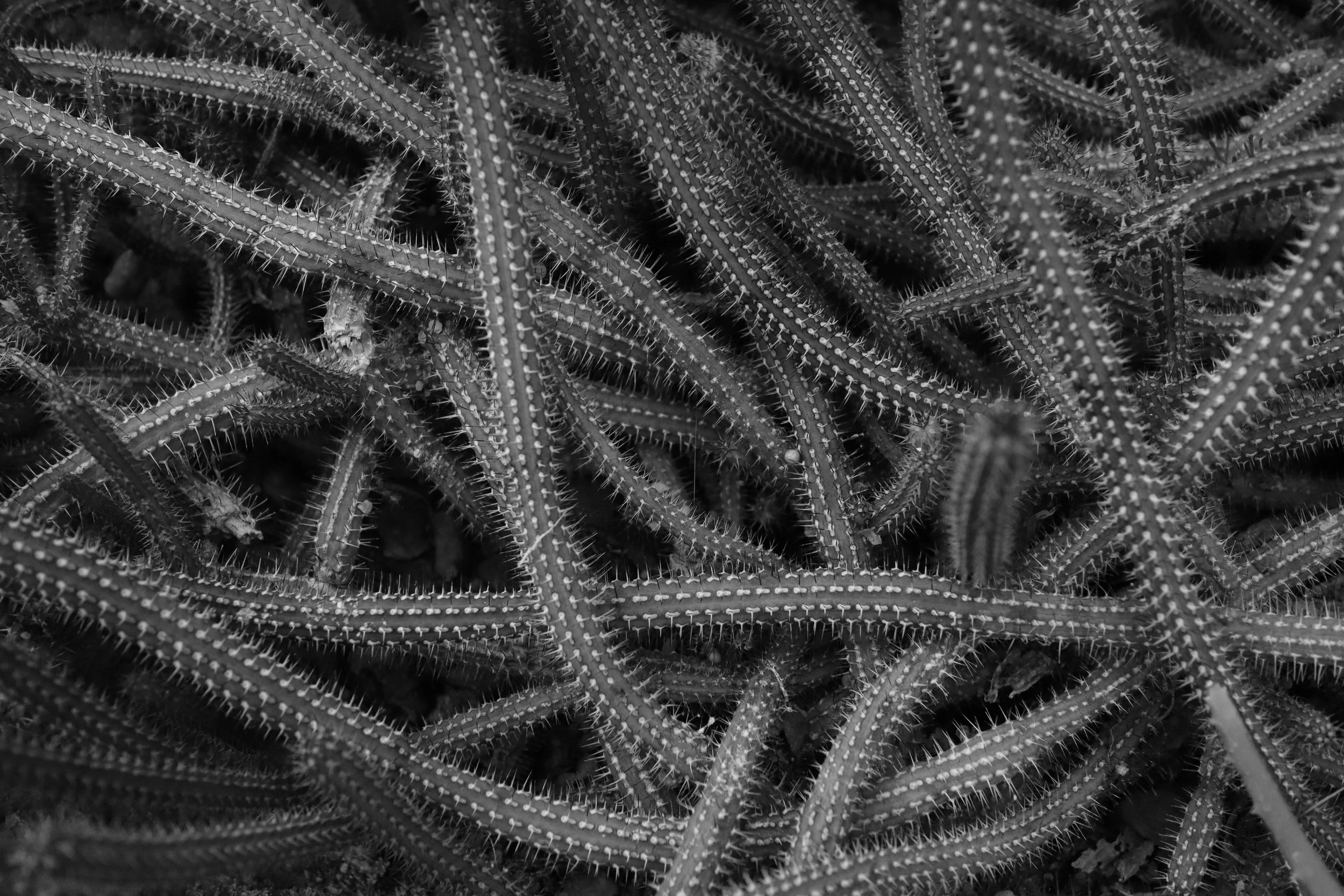 Black and white close-up of intertwined cactus pads with sharp spines.