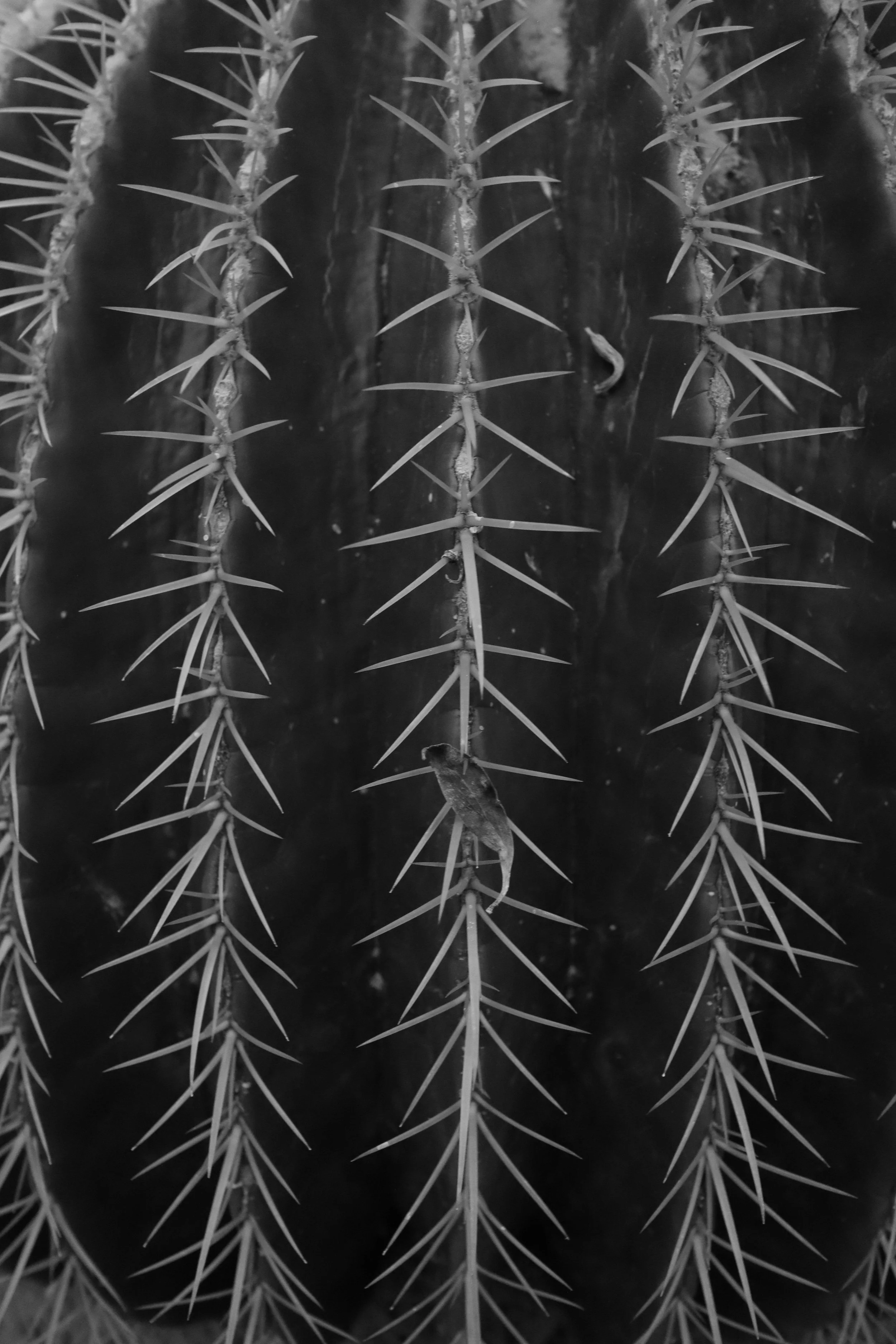 Close-up of a cactus with sharp spines and a small insect climbing on one of the spines, in black and white.