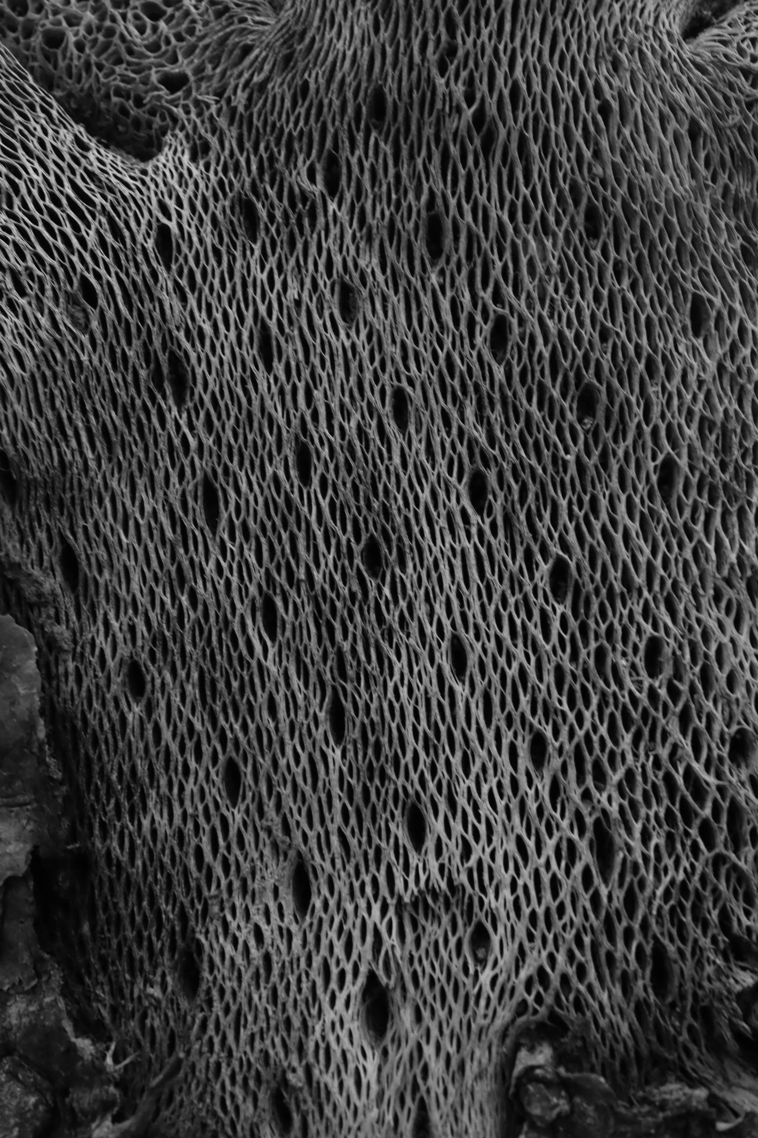 Close-up of a textured, black and white porous surface, possibly a piece of coral or a fungi, with intricate, honeycomb-like patterns.