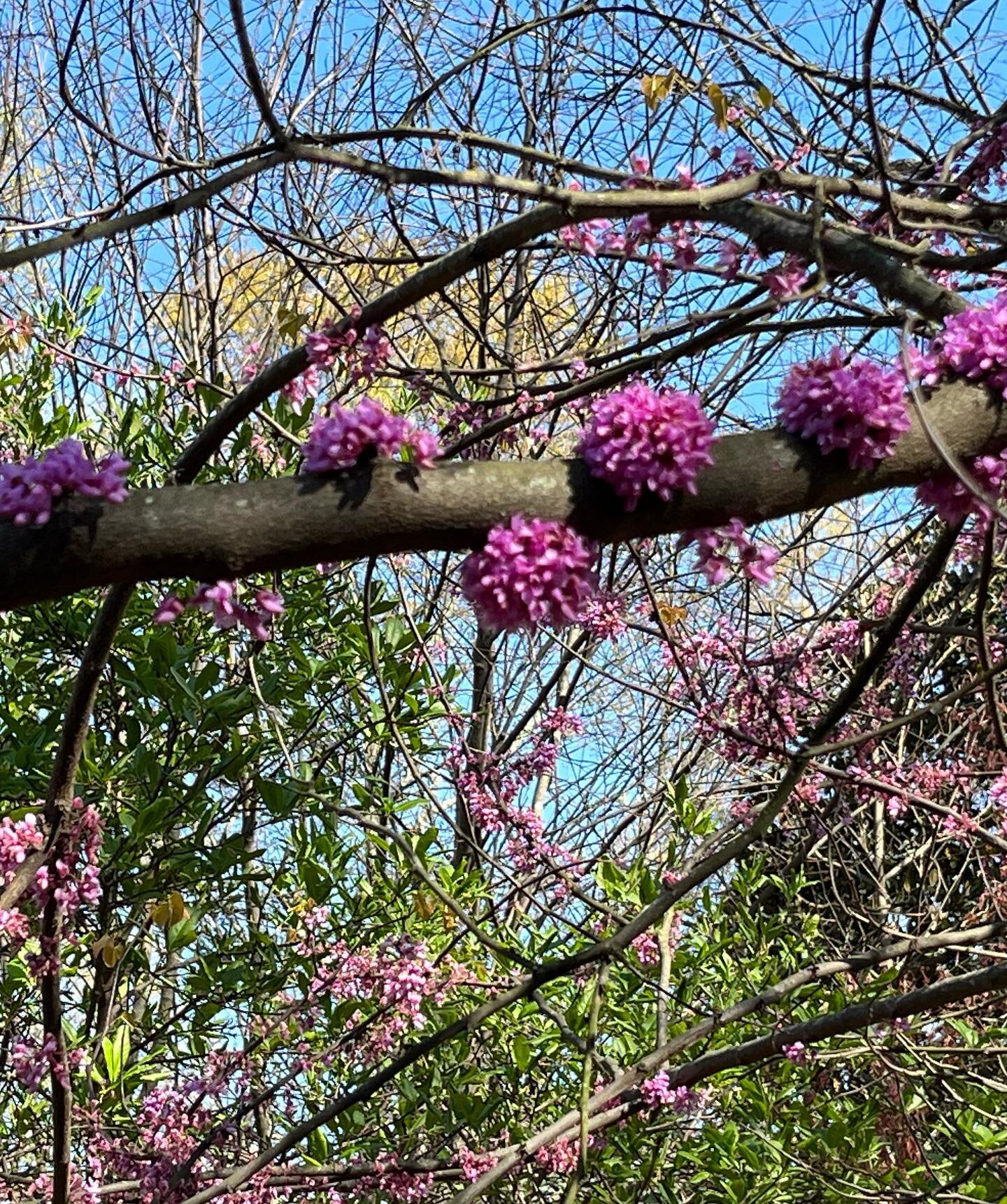 Eastern Redbud, Mountain Witch Alder and Crab Apple Trees were on display on my walk today. I love how the Redbud flowers grow along the branches and trunk of the tree like beautiful barnacles. I learned that this trait is called cauliflory and is no