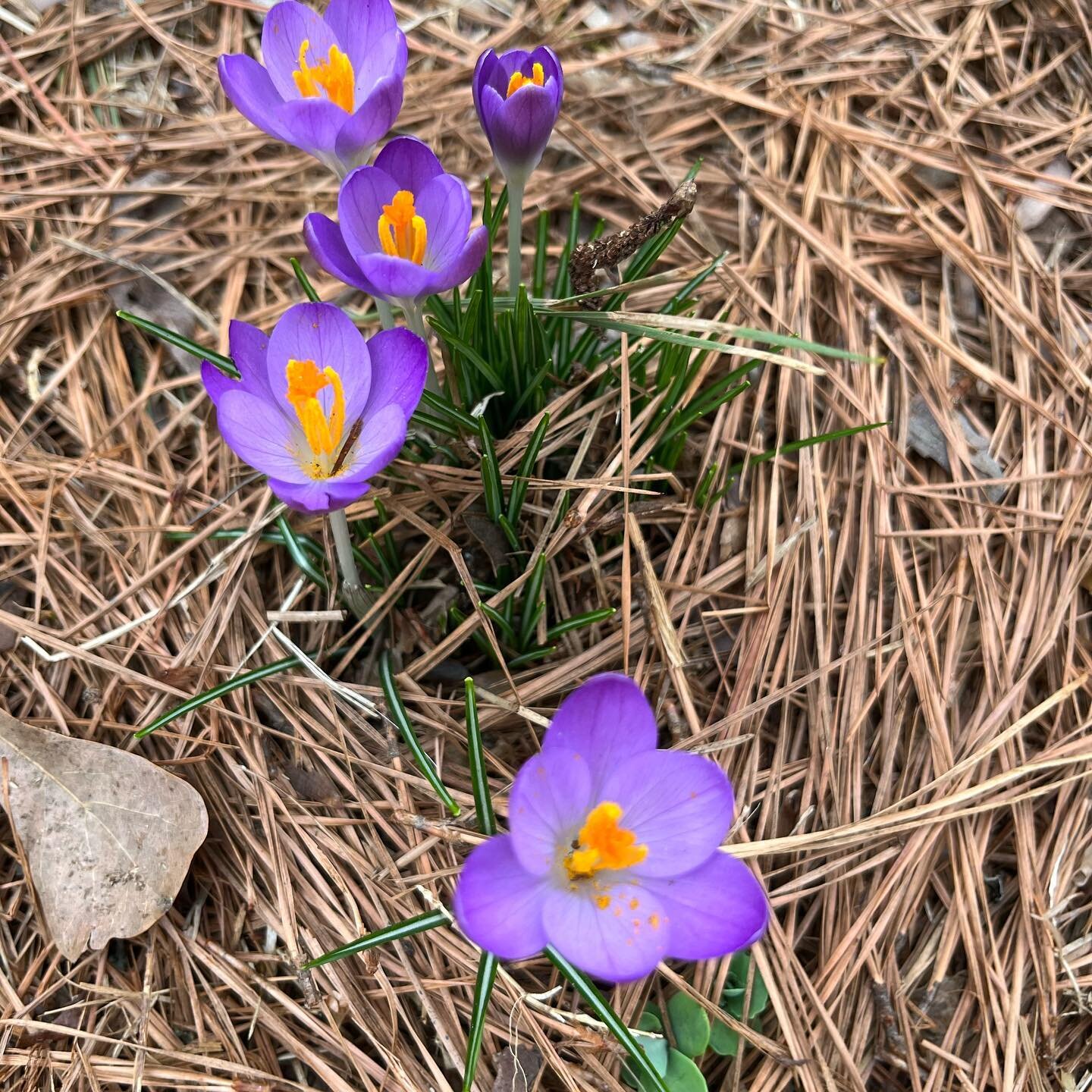 Evidence that spring will come again, the crocuses, daffodils and forsythia are all in bloom. What do you see blooming in your neighborhood?  #springflowers #getoutside #neighborhoodwalks #mindfulnature