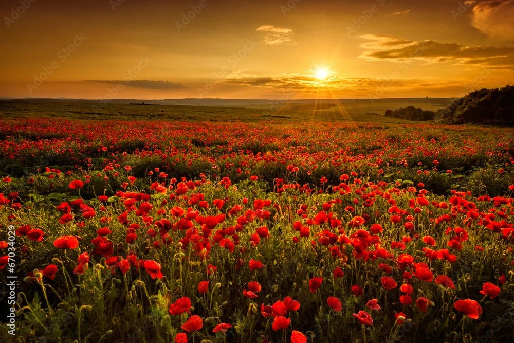 A field of red poppies at sunset with a bright sun and a partly cloudy sky.