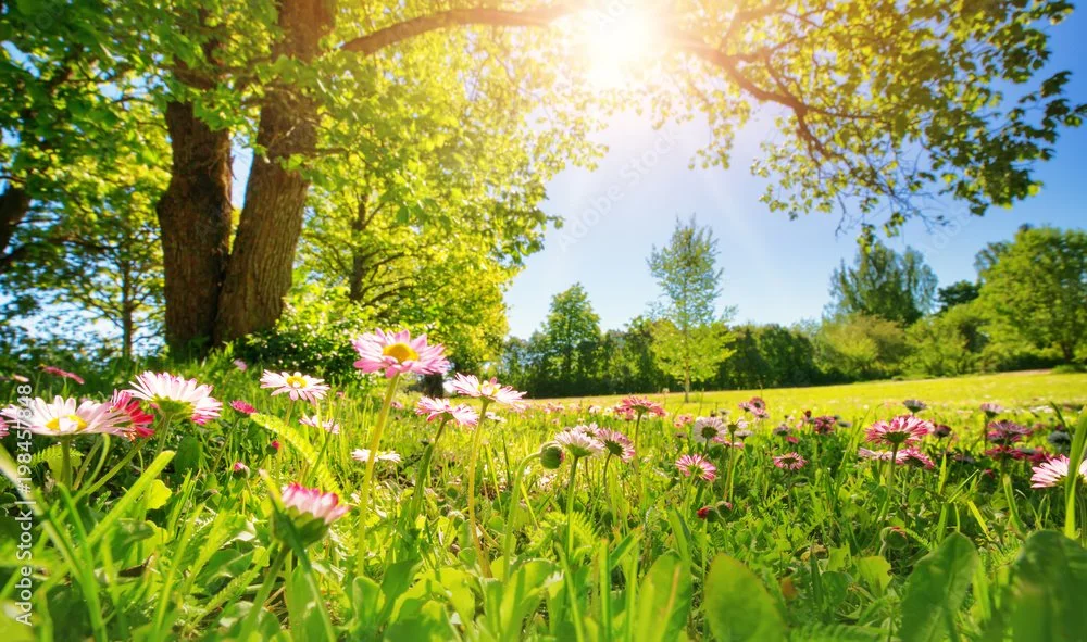 Sunlight shines through trees onto a grassy field filled with pink and white daisies.